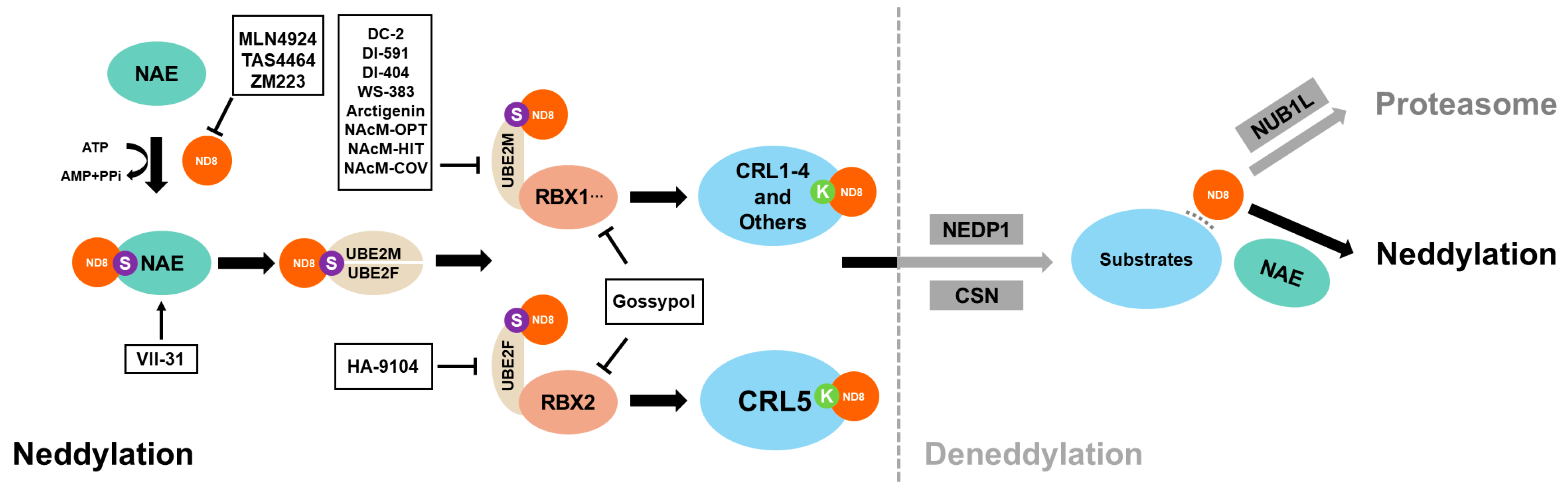 Biomolecules 14 00738 g001