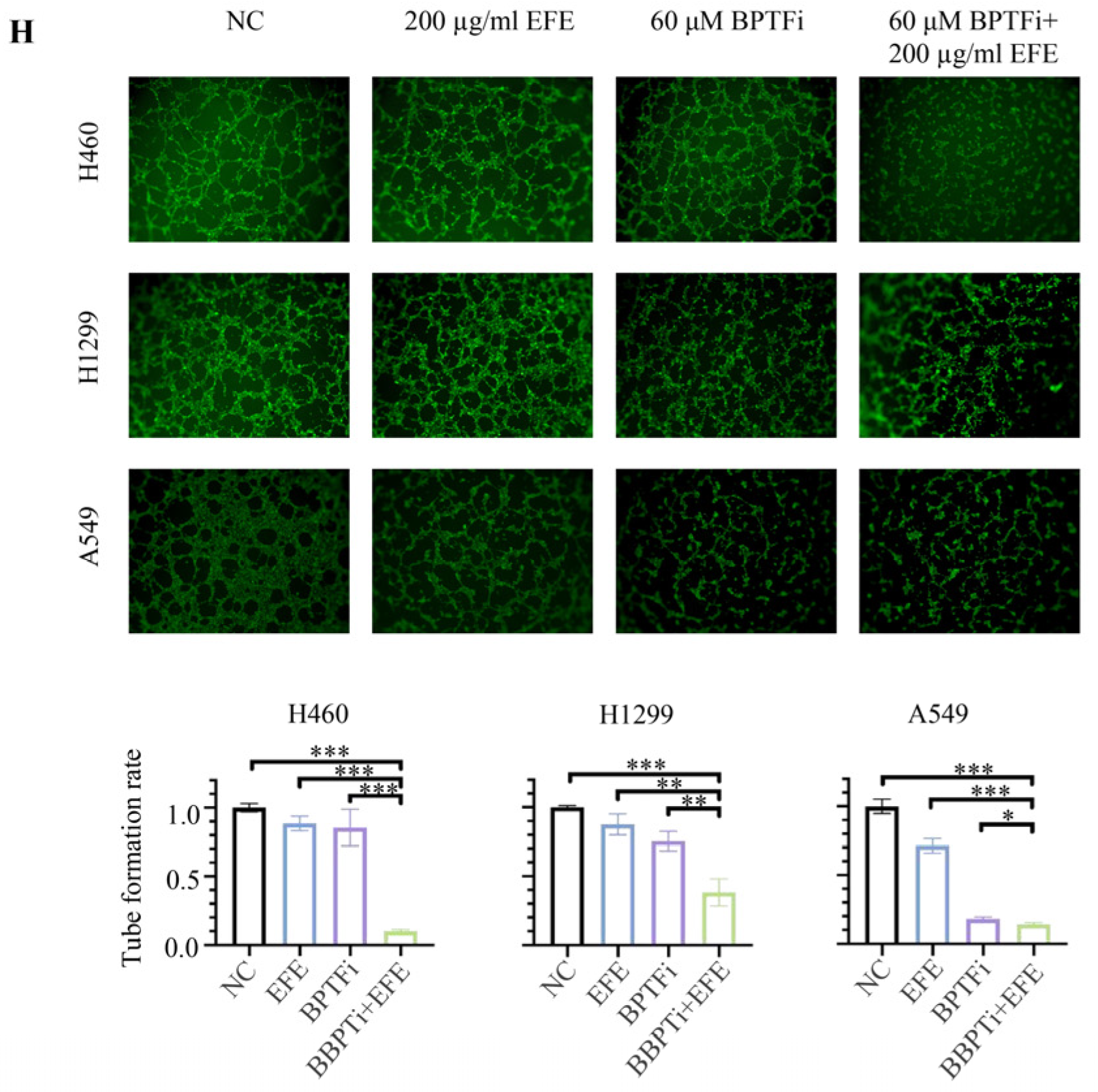 Biomolecules 14 00741 g003b