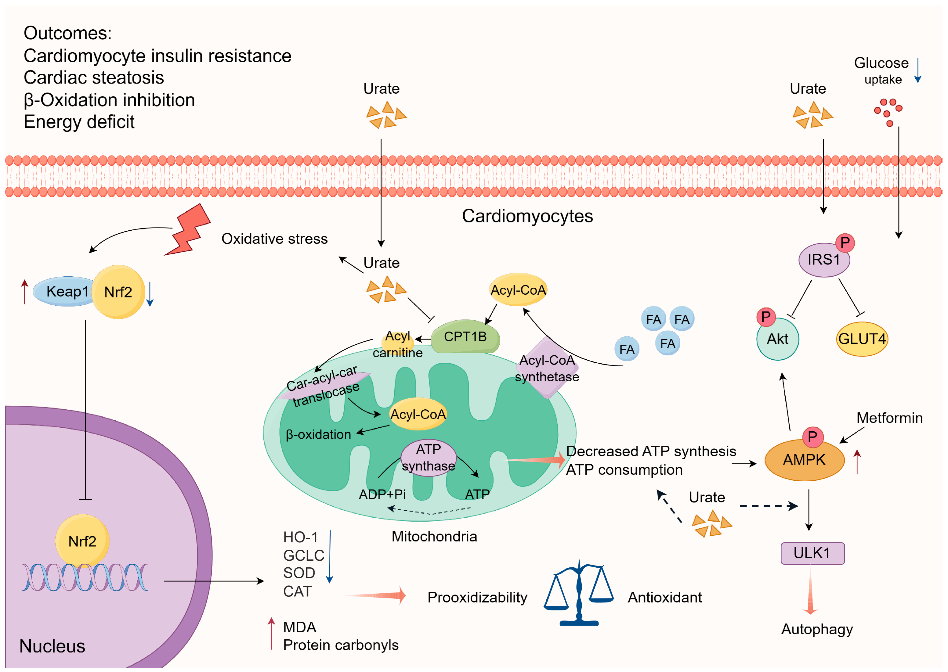 Biomolecules 14 00753 g003