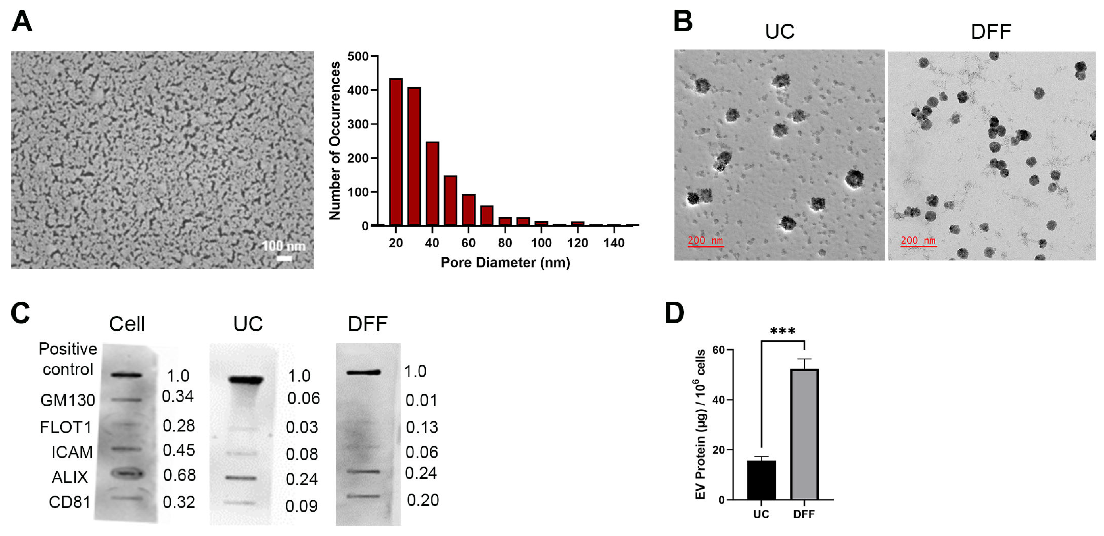 Extracellular Vesicle-Mediated Modulation of Stem-like Phenotype 