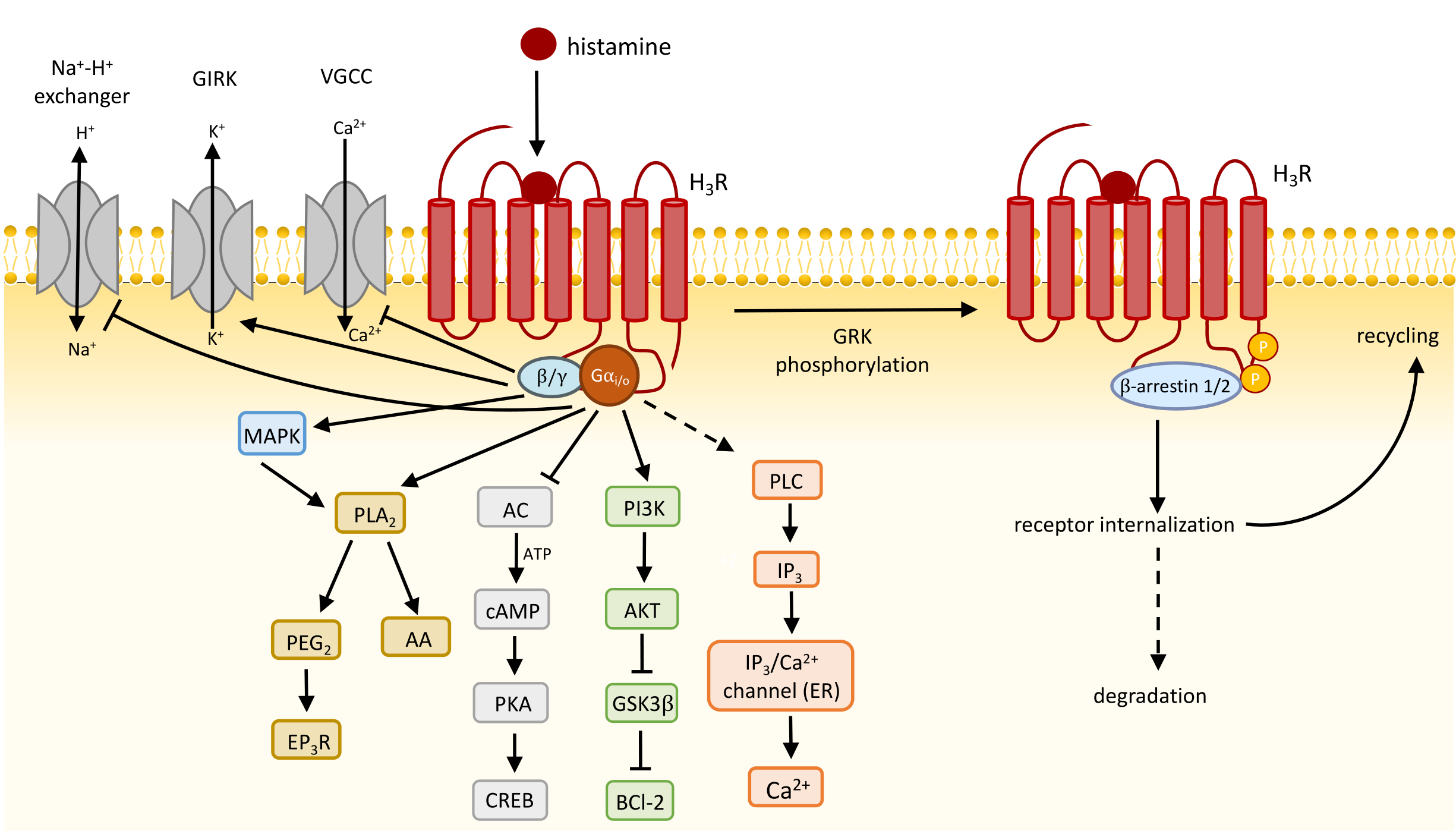 Biomolecules 14 00761 g003
