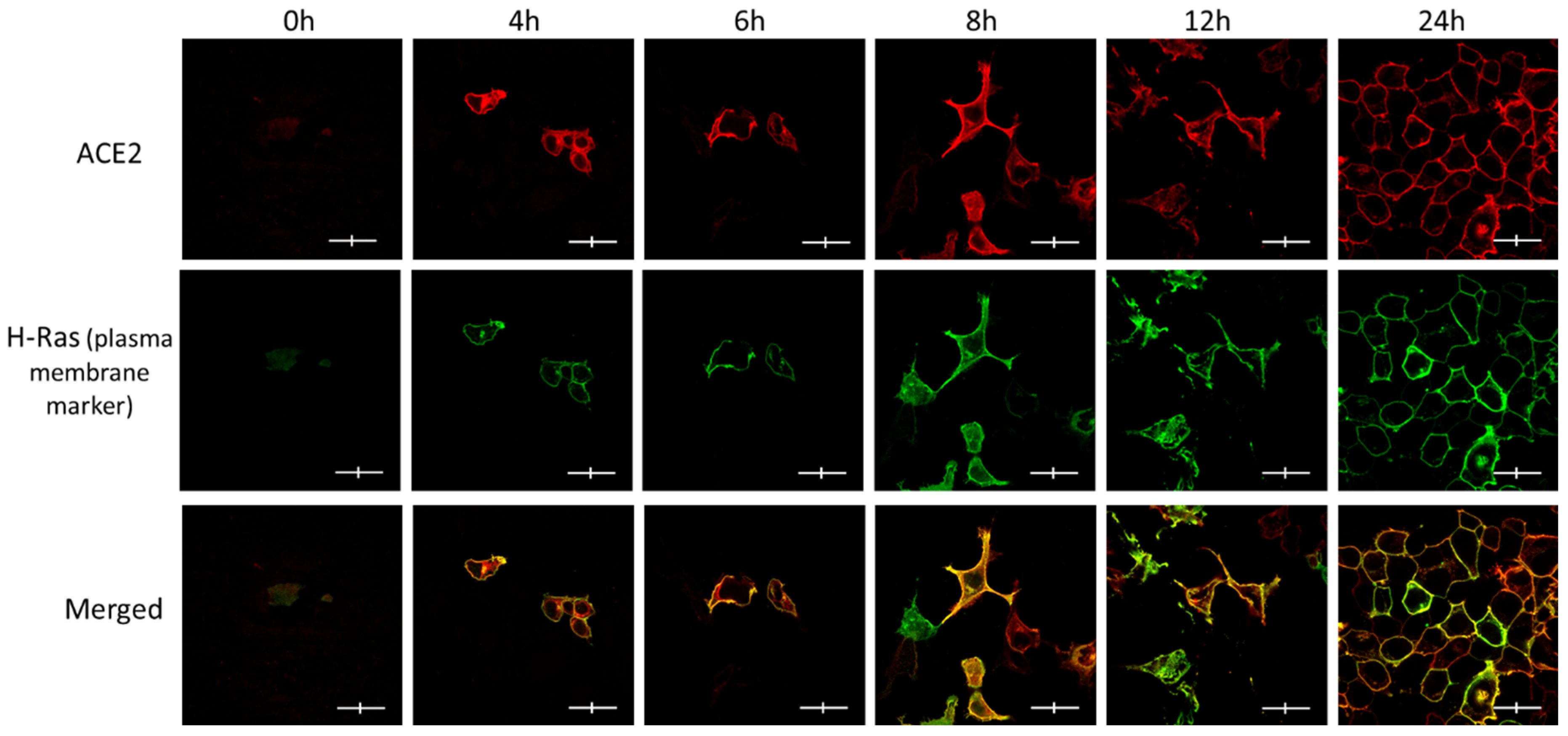 Biomolecules 14 00764 g002