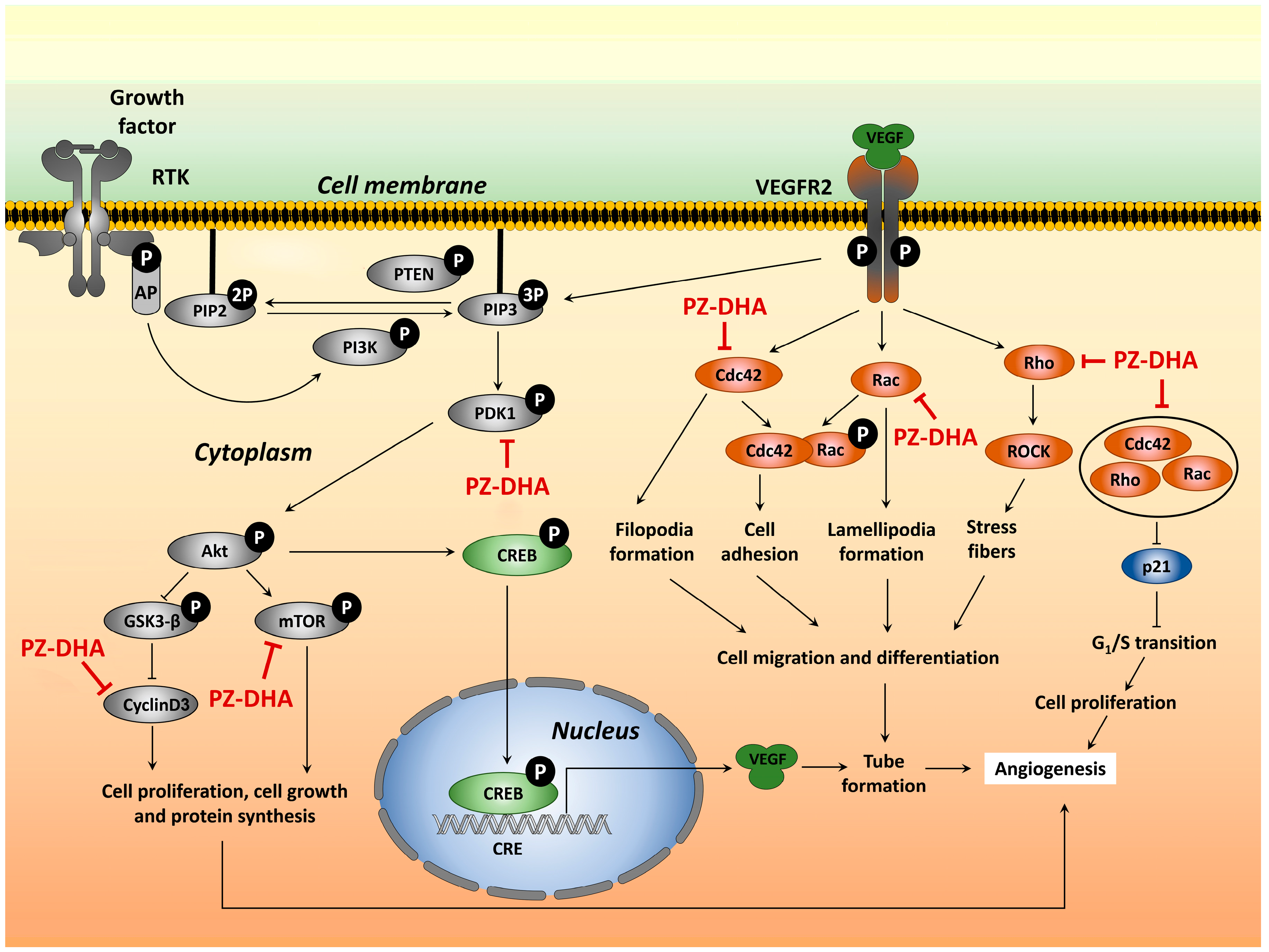 Biomolecules 14 00769 g007