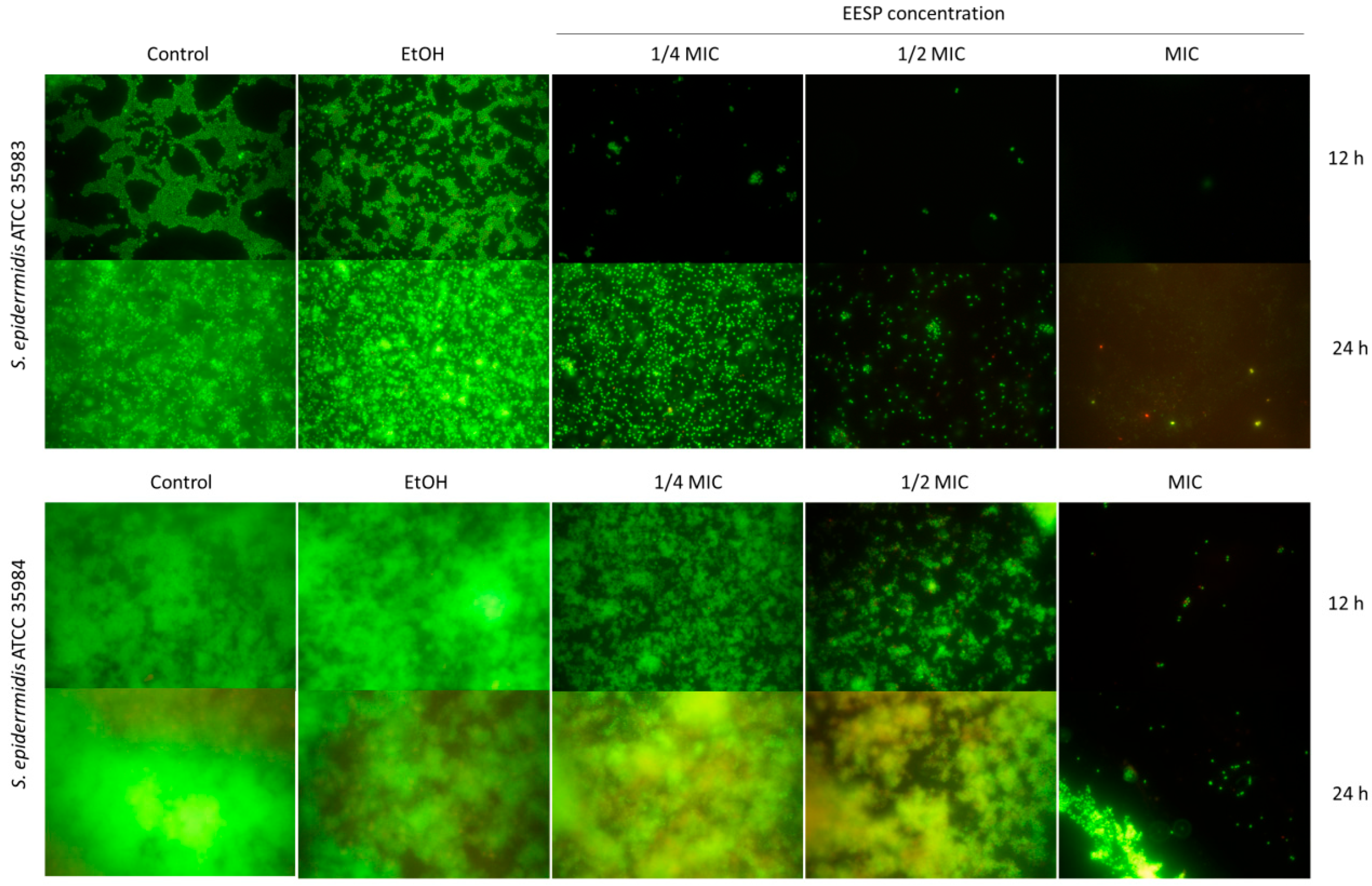 Biomolecules 14 00779 g006