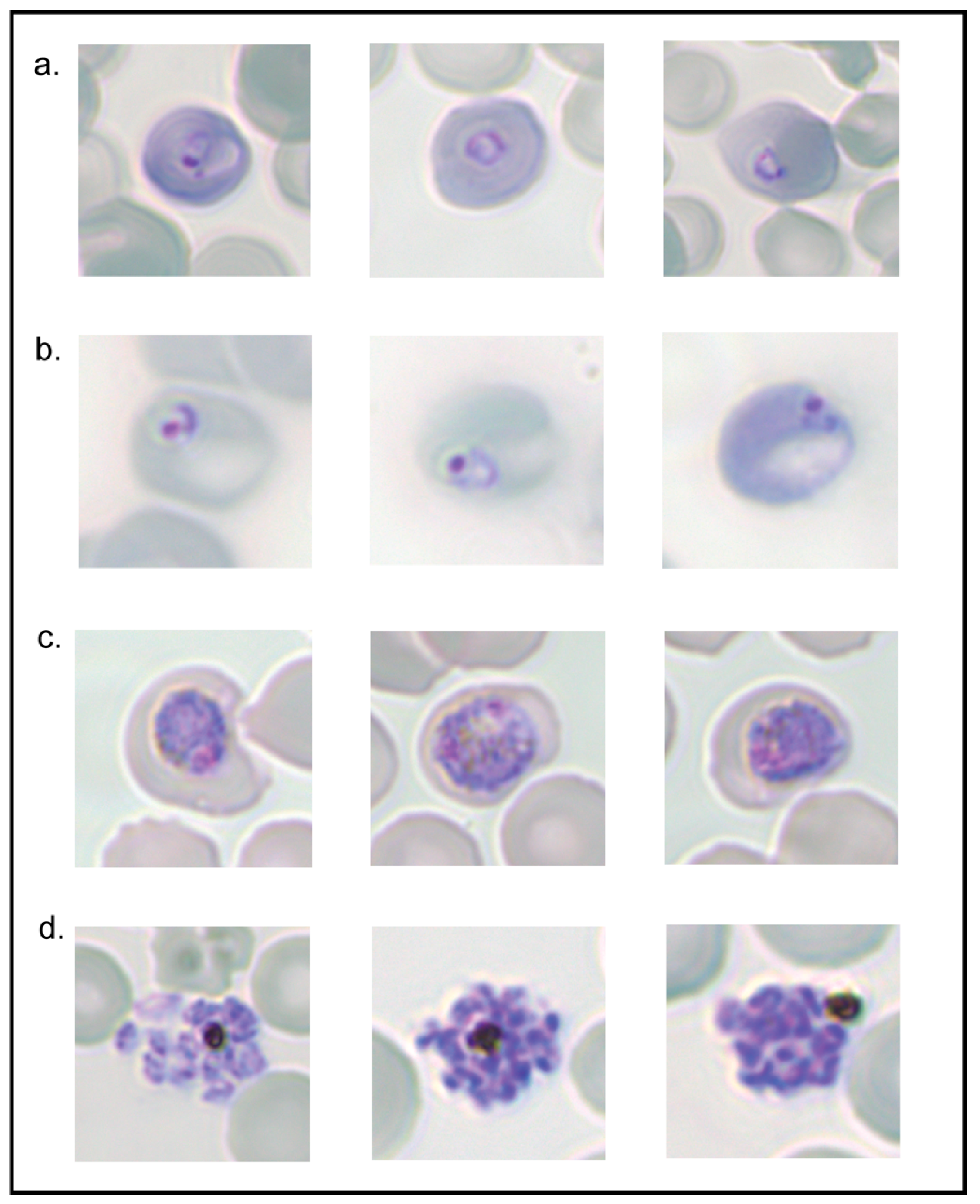 Biomolecules 14 00781 g007