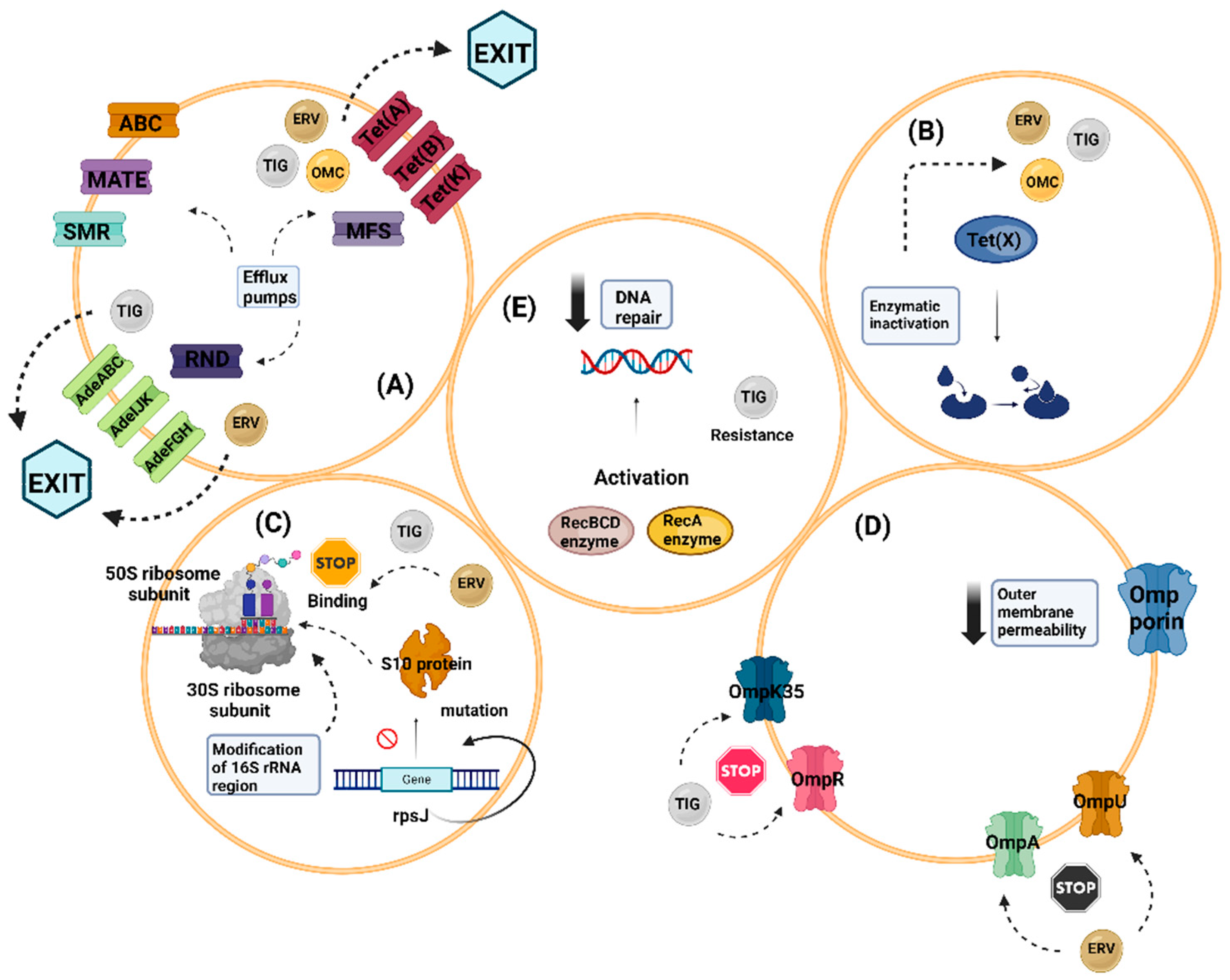 Biomolecules 14 00783 g002