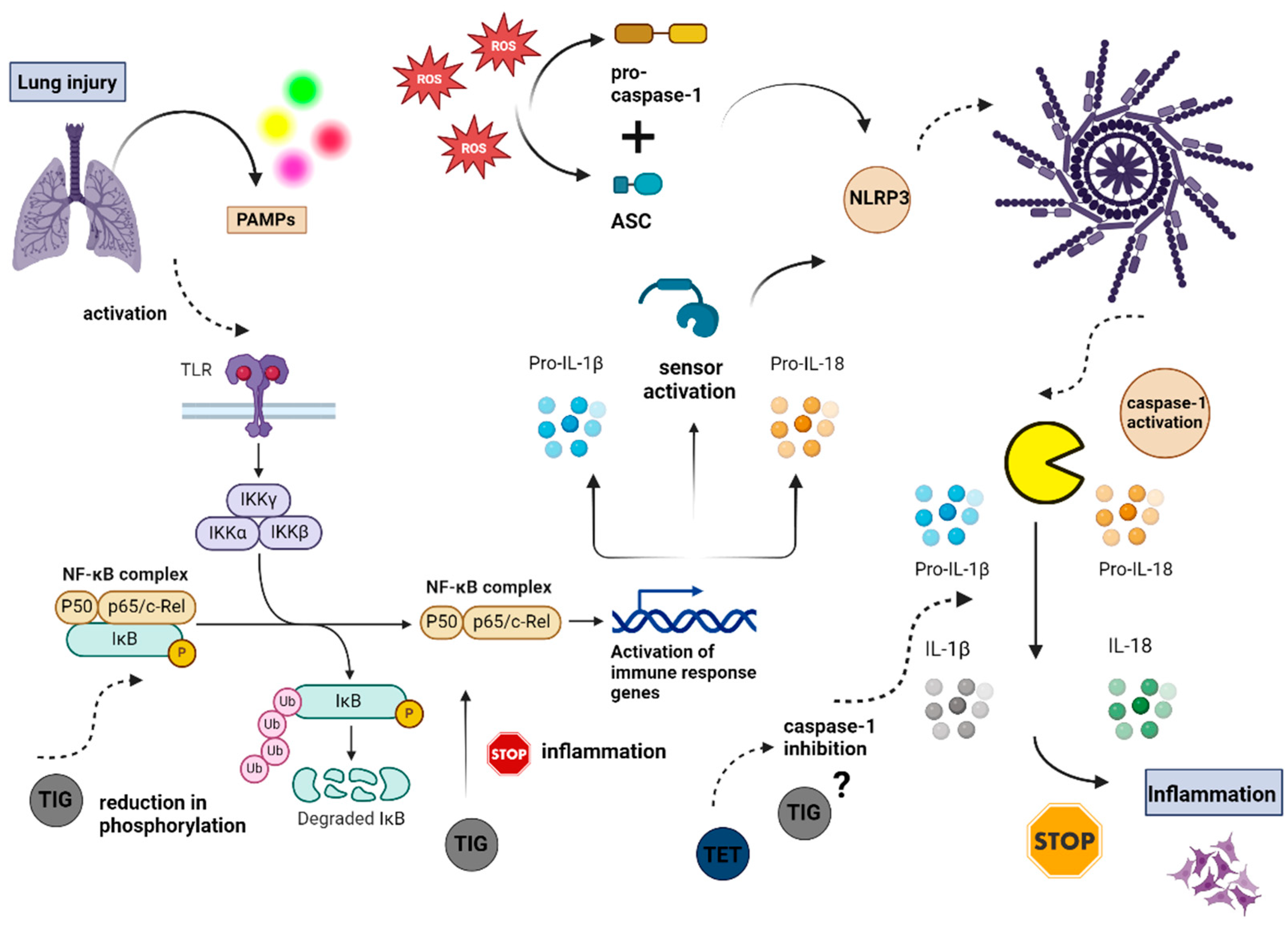 Biomolecules 14 00783 g003