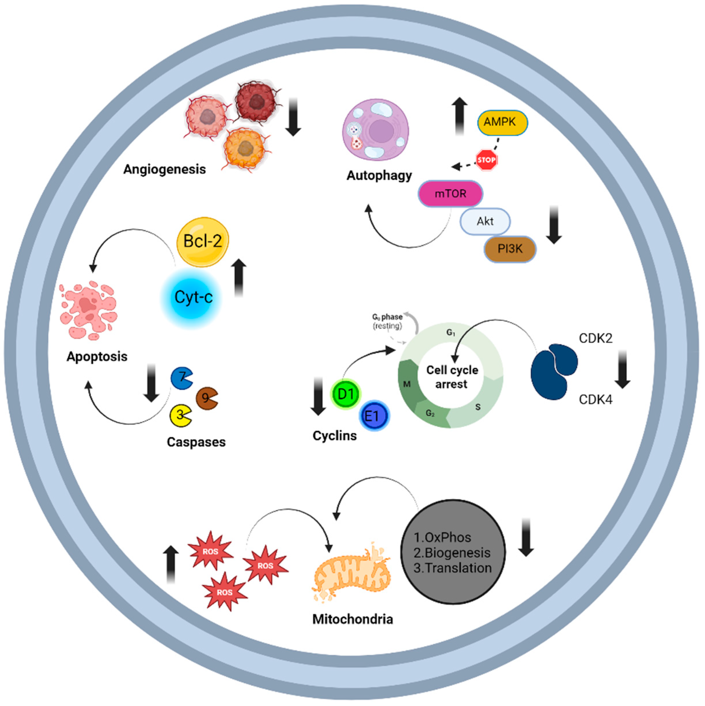 Biomolecules 14 00783 g004
