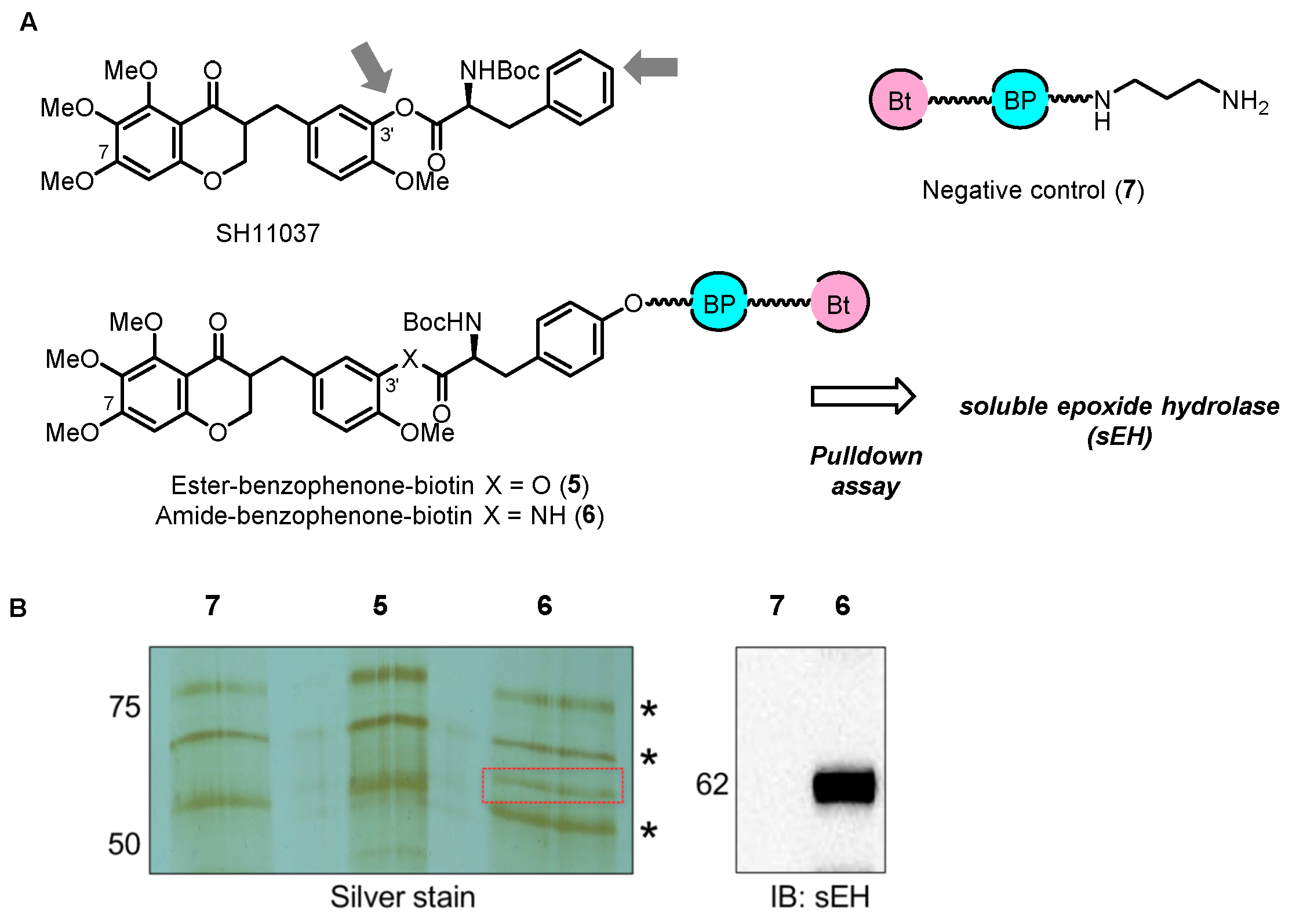 Biomolecules 14 00785 g009