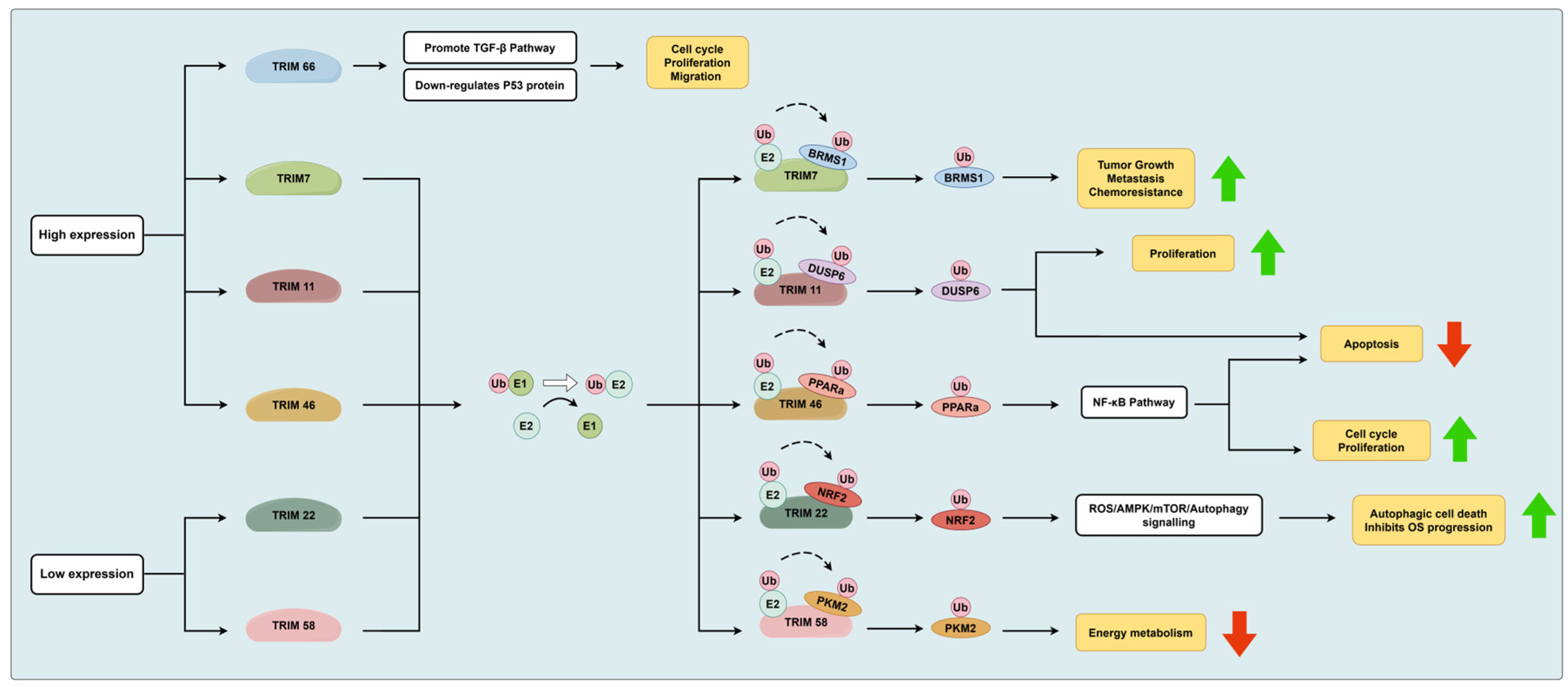 Biomolecules 14 00791 g001 Biomolecules 14 00791 g001