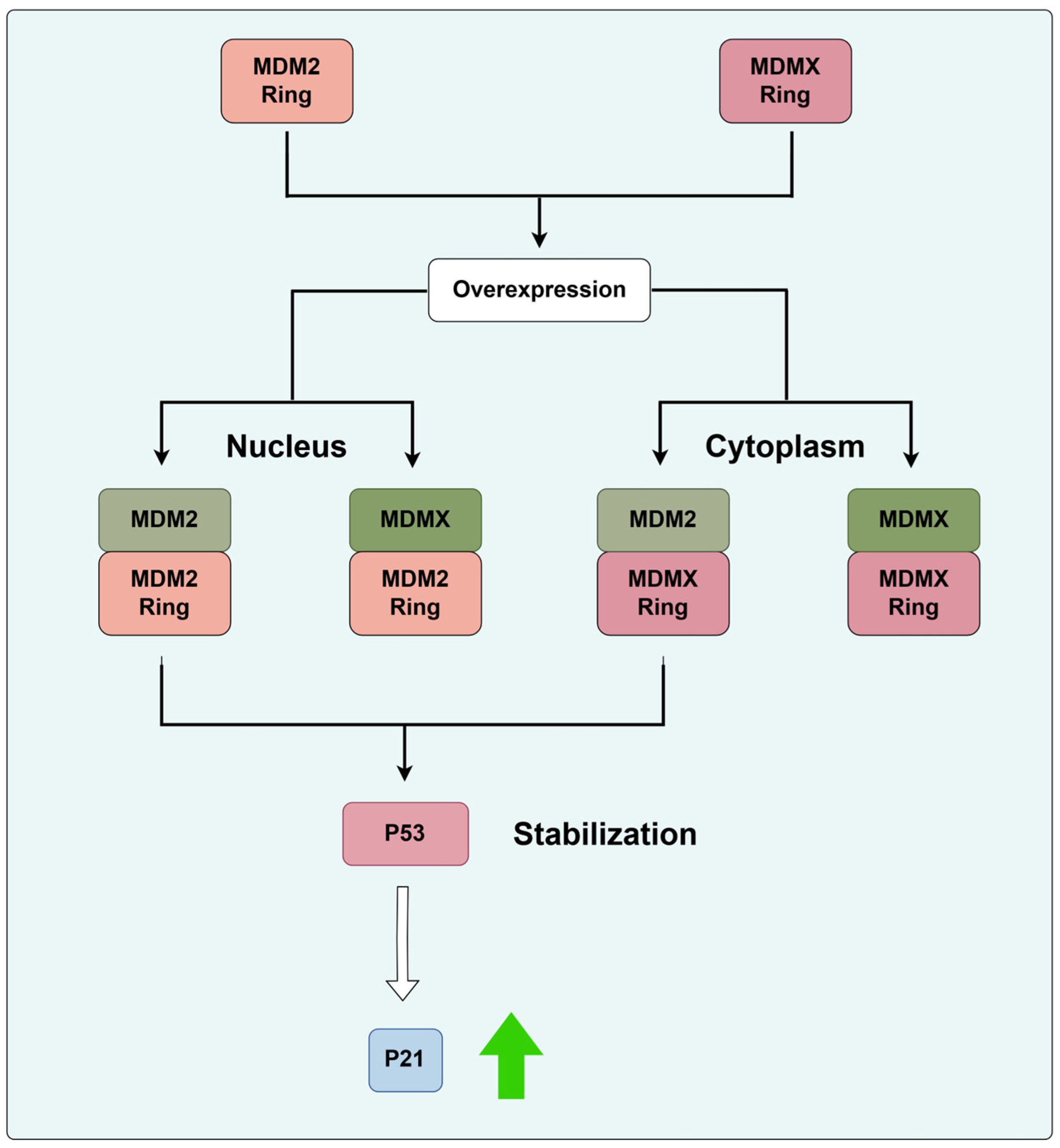 Biomolecules 14 00791 g002 Biomolecules 14 00791 g002