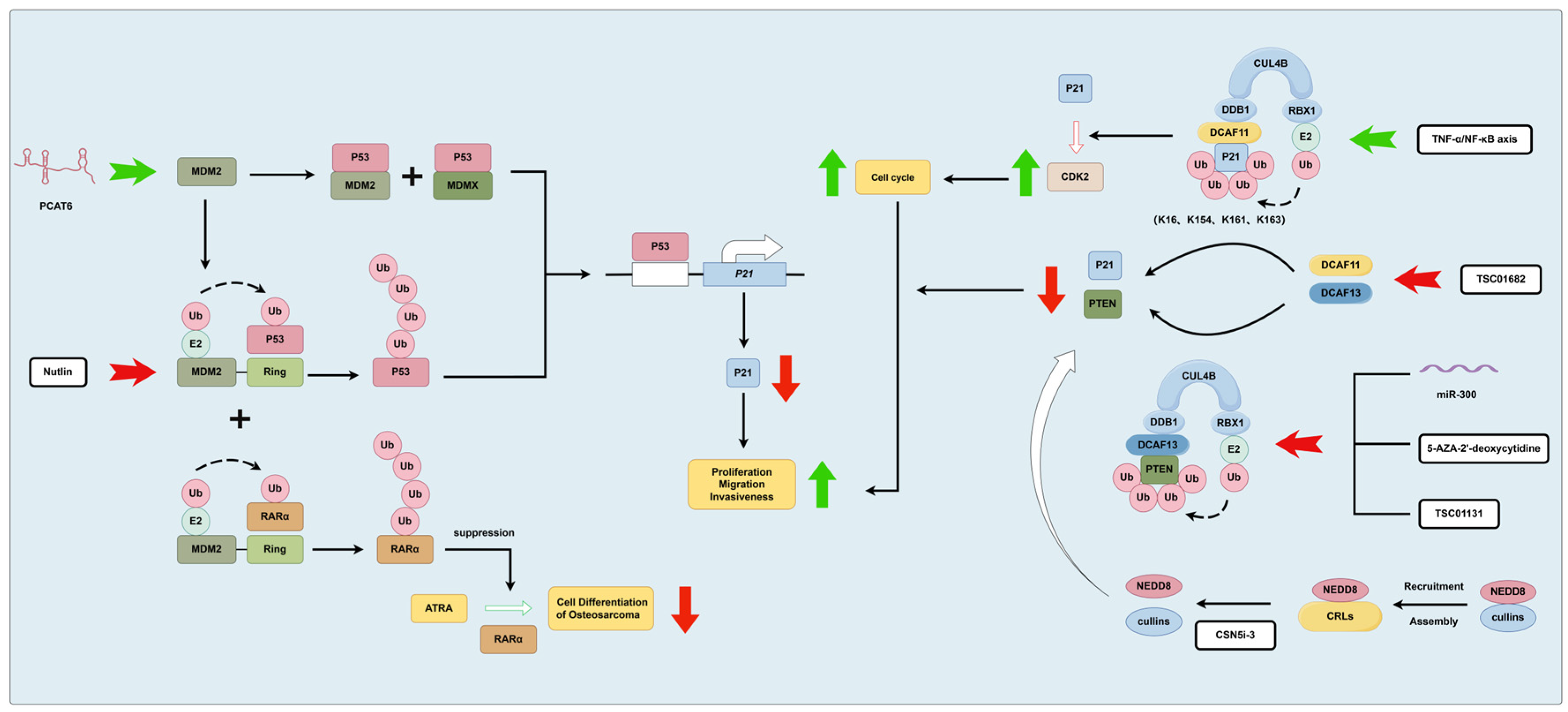 Biomolecules 14 00791 g003 Biomolecules 14 00791 g003