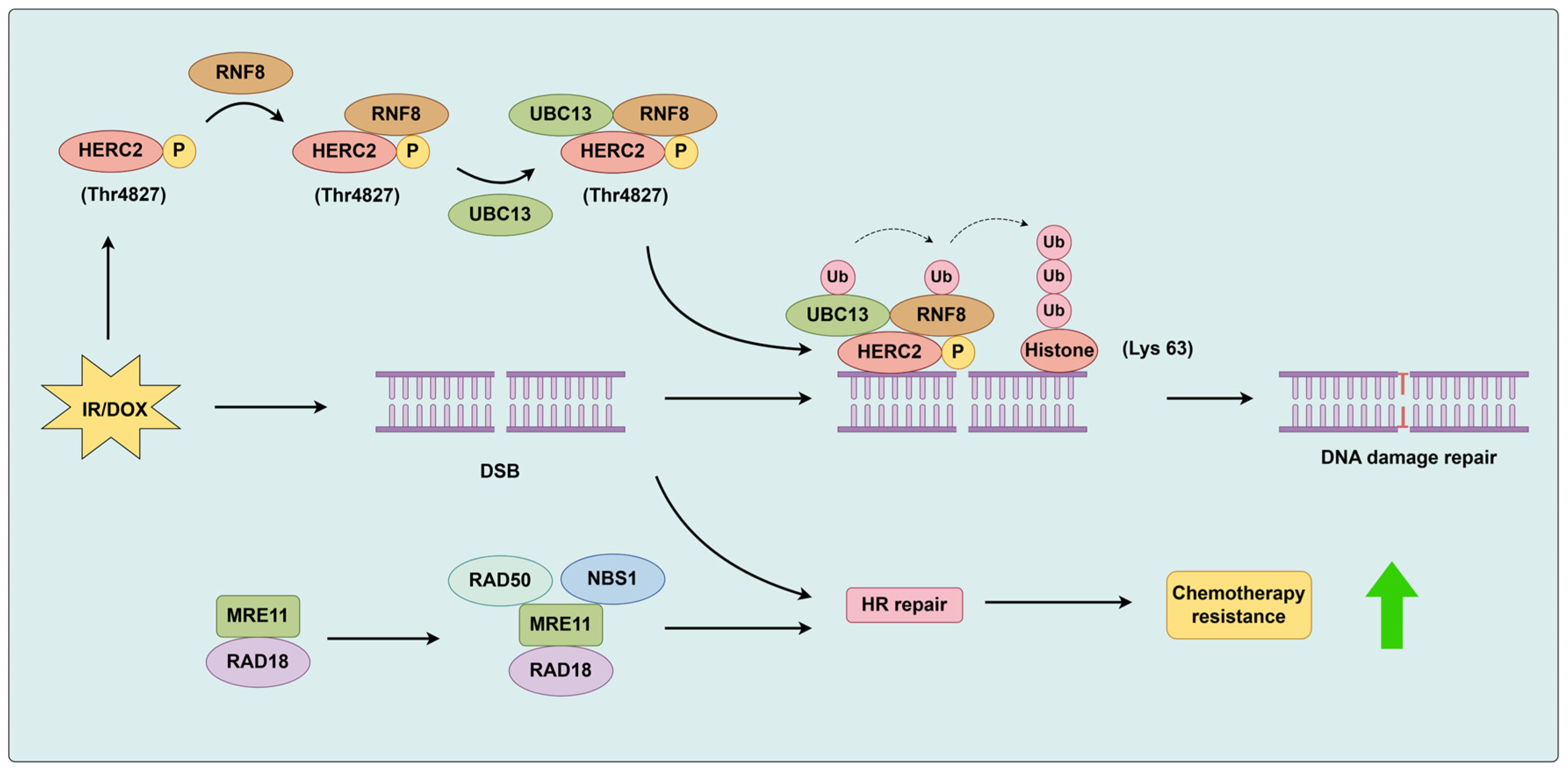 Biomolecules 14 00791 g004 Biomolecules 14 00791 g004