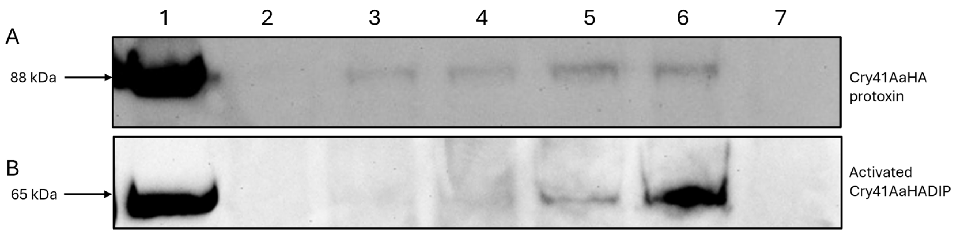Biomolecules 14 00795 g002
