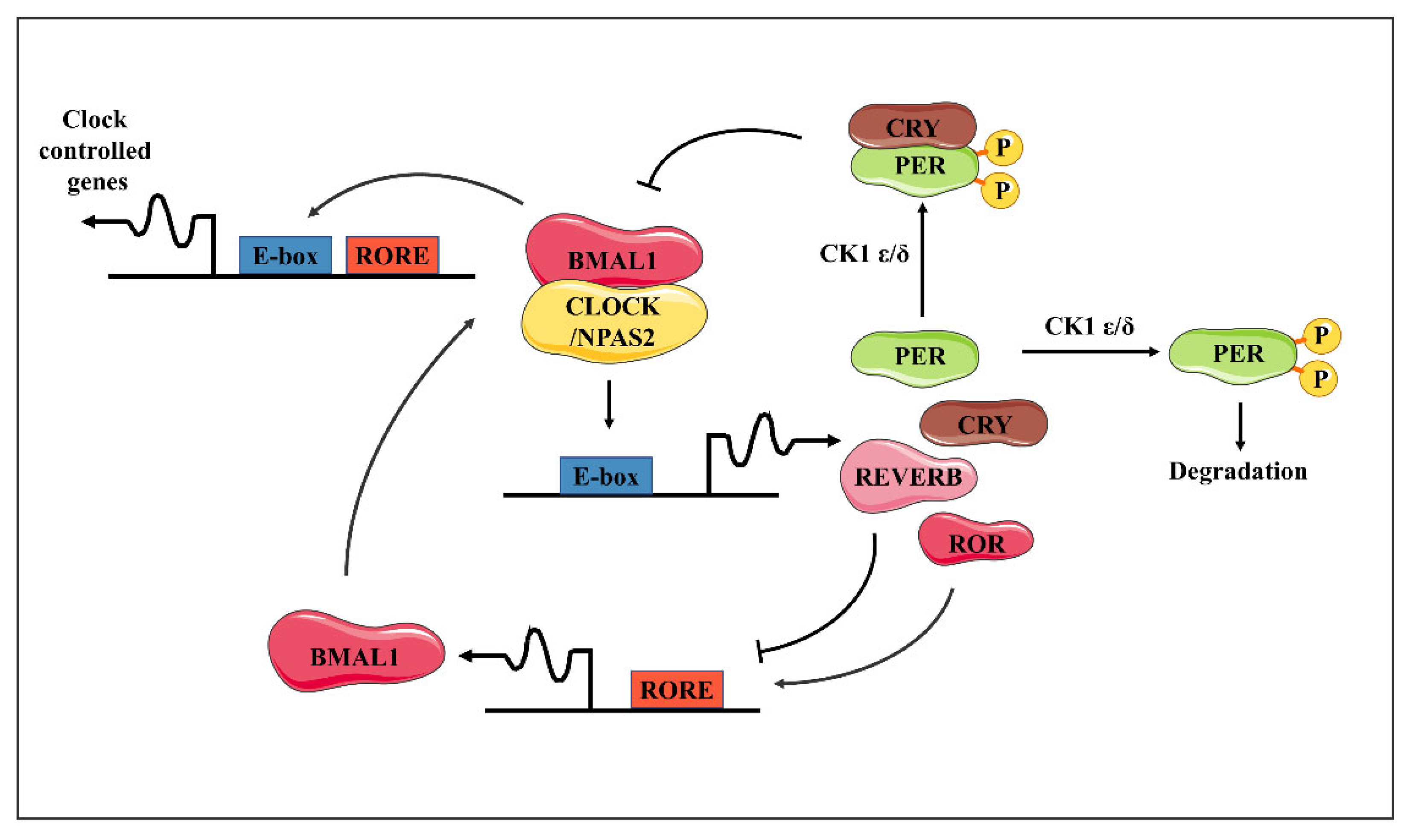 Biomolecules 14 00796 g001