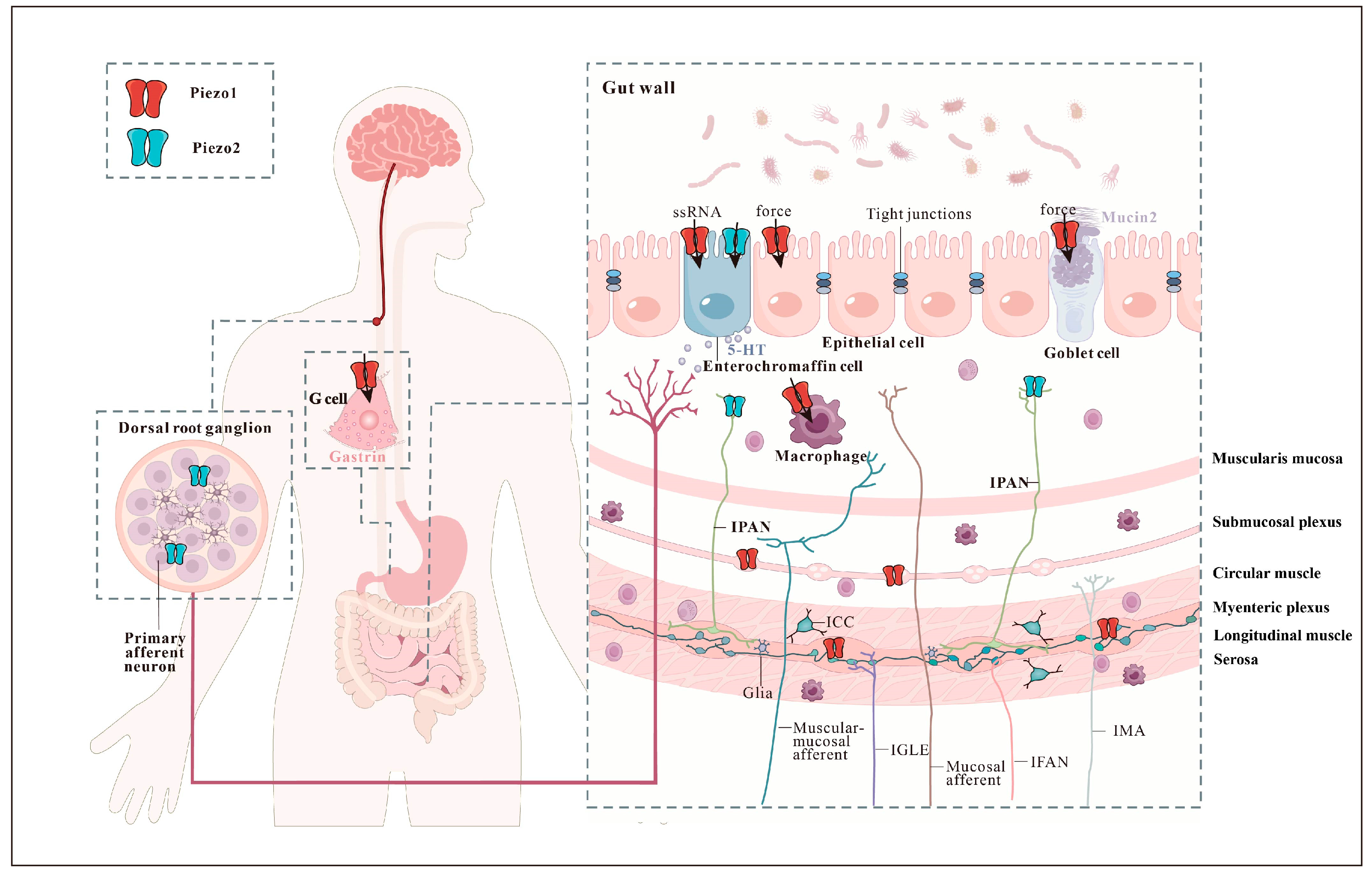 Biomolecules 14 00804 g002 Biomolecules 14 00804 g002