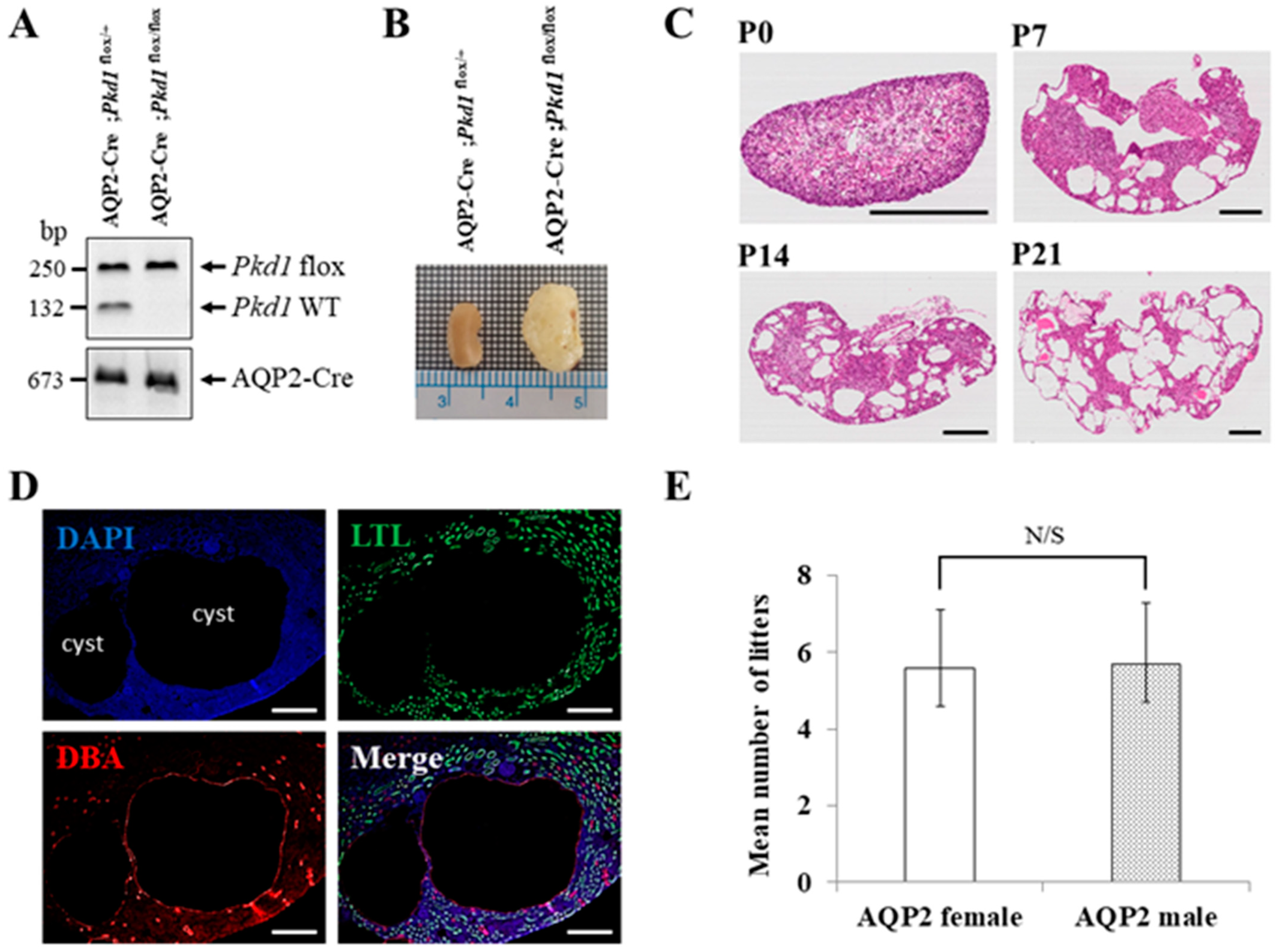 Biomolecules 14 00806 g002