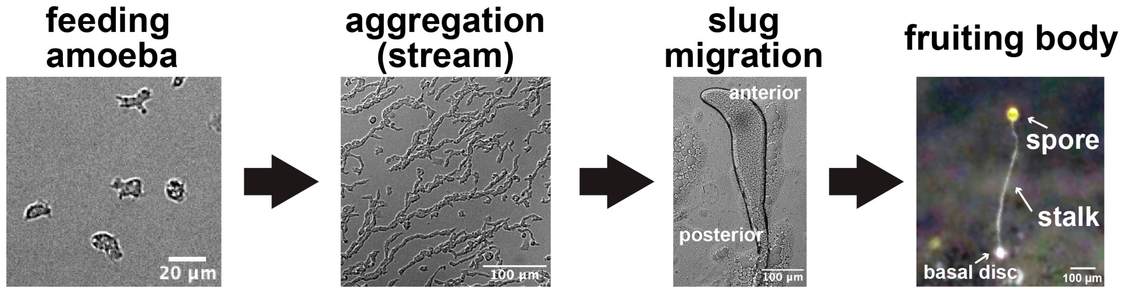 Biomolecules 14 00830 g001