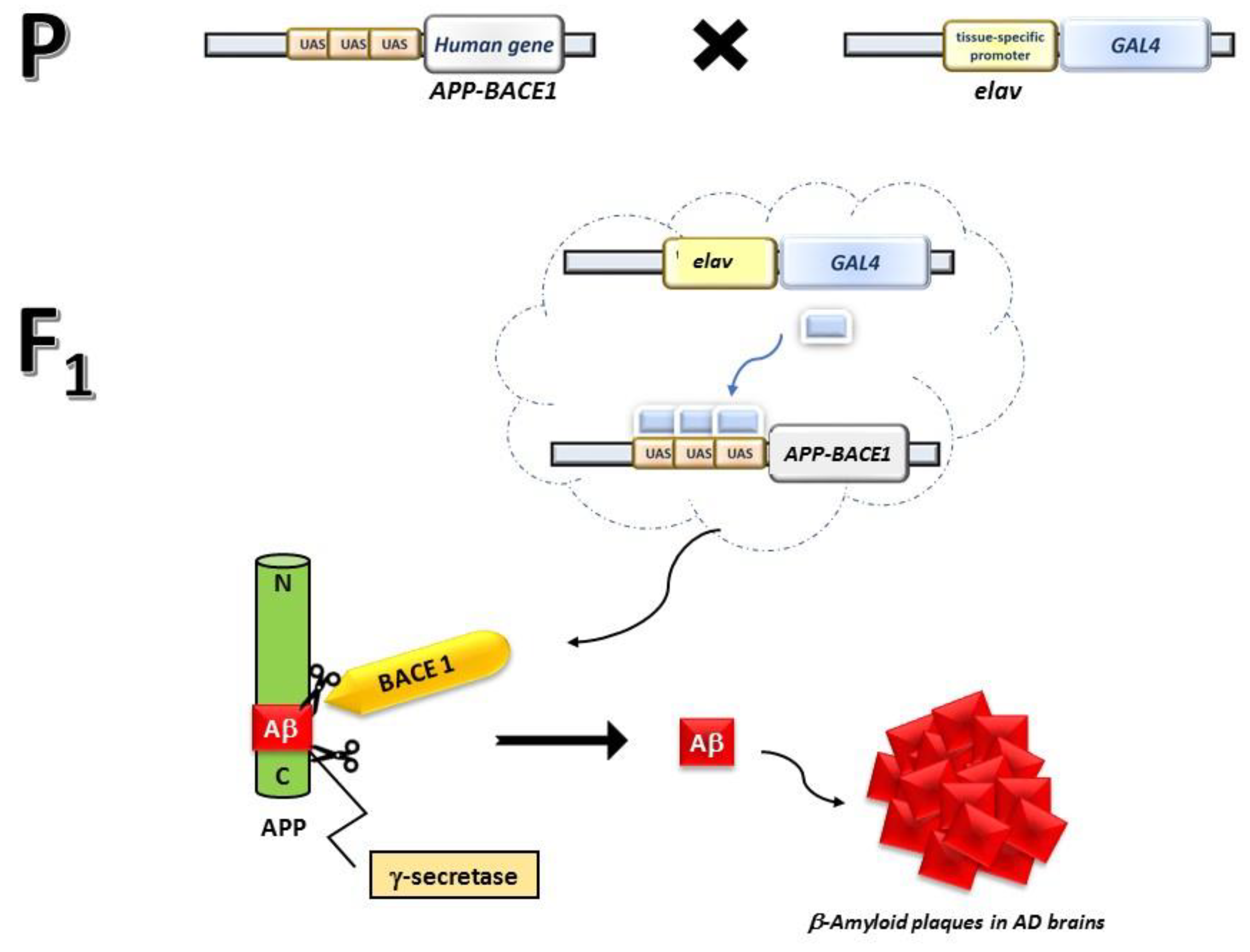 Biomolecules 14 00855 g001