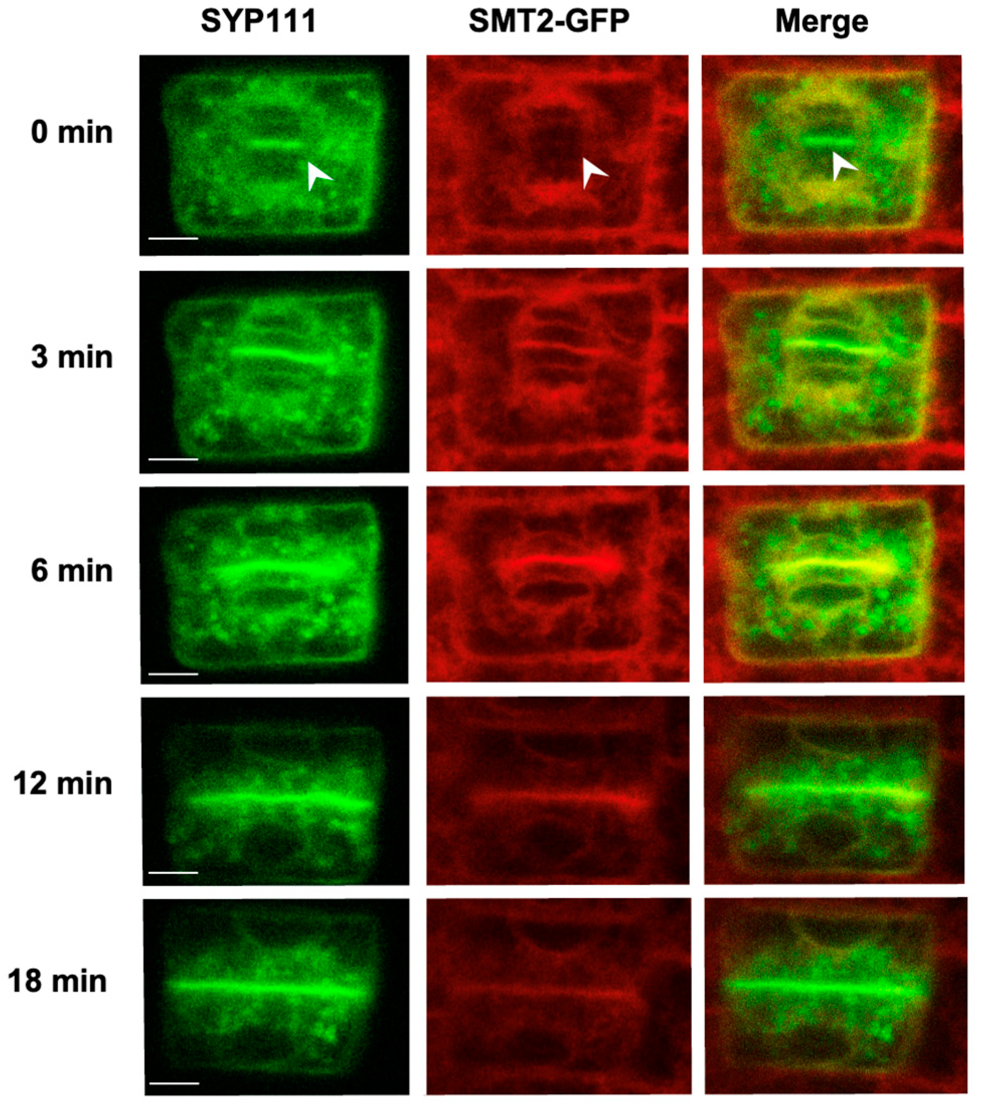 Biomolecules 14 00868 g003