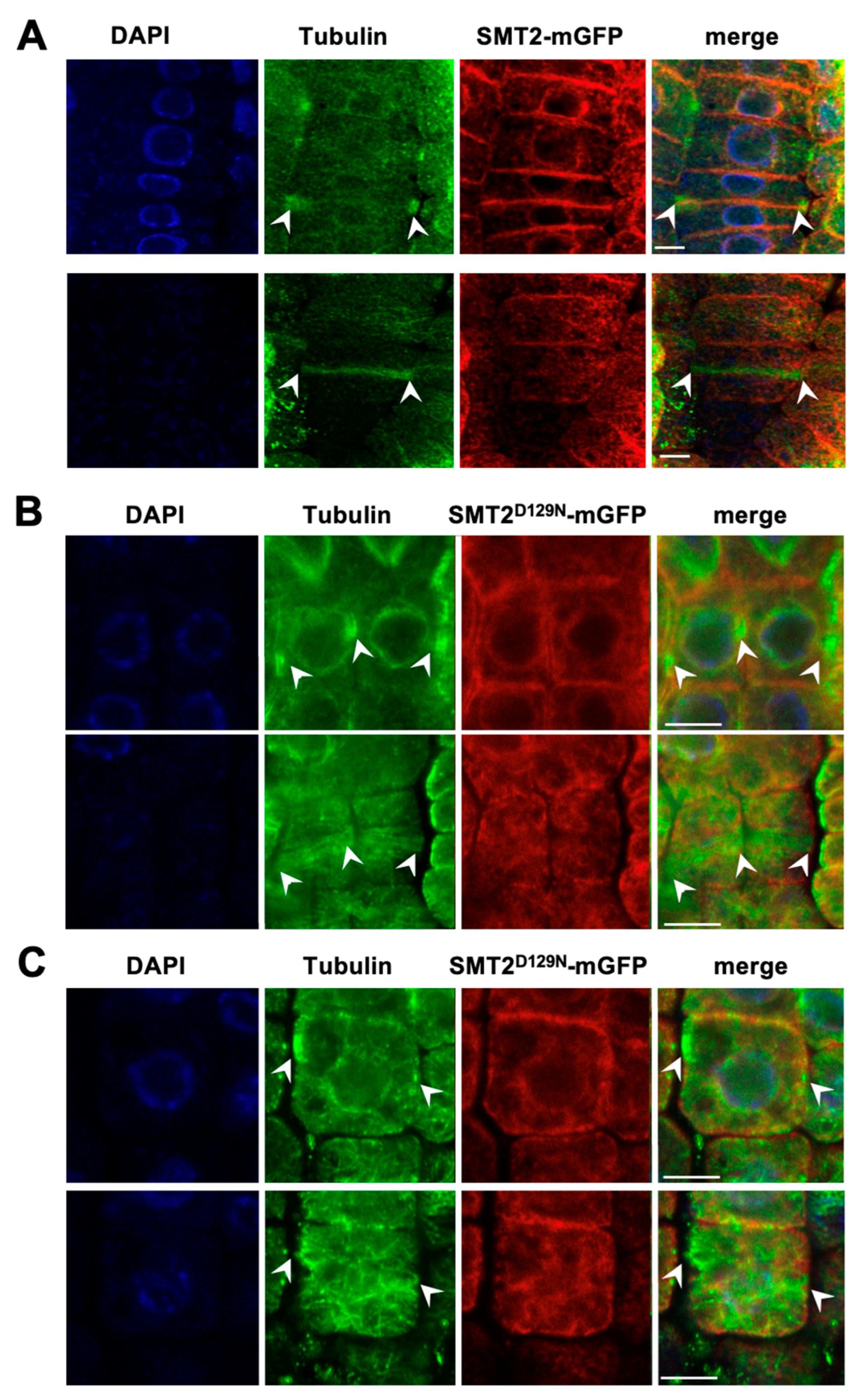 Biomolecules 14 00868 g004