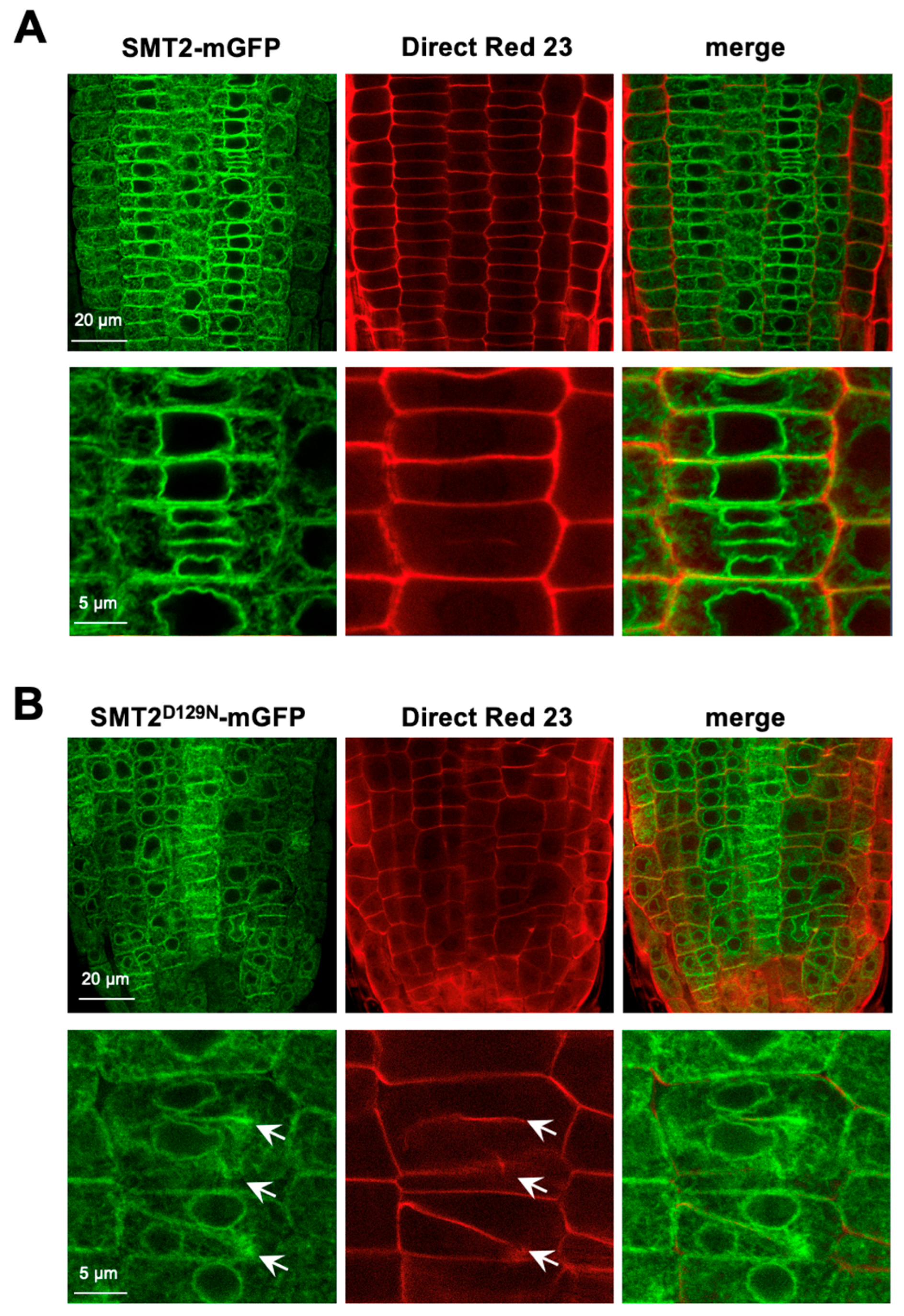 Biomolecules 14 00868 g005