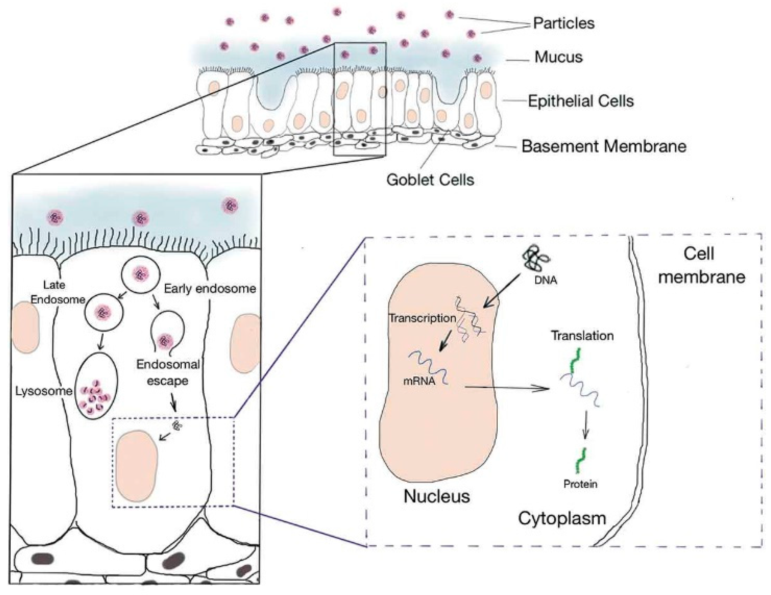 Biomolecules 14 00904 g001 Biomolecules 14 00904 g001