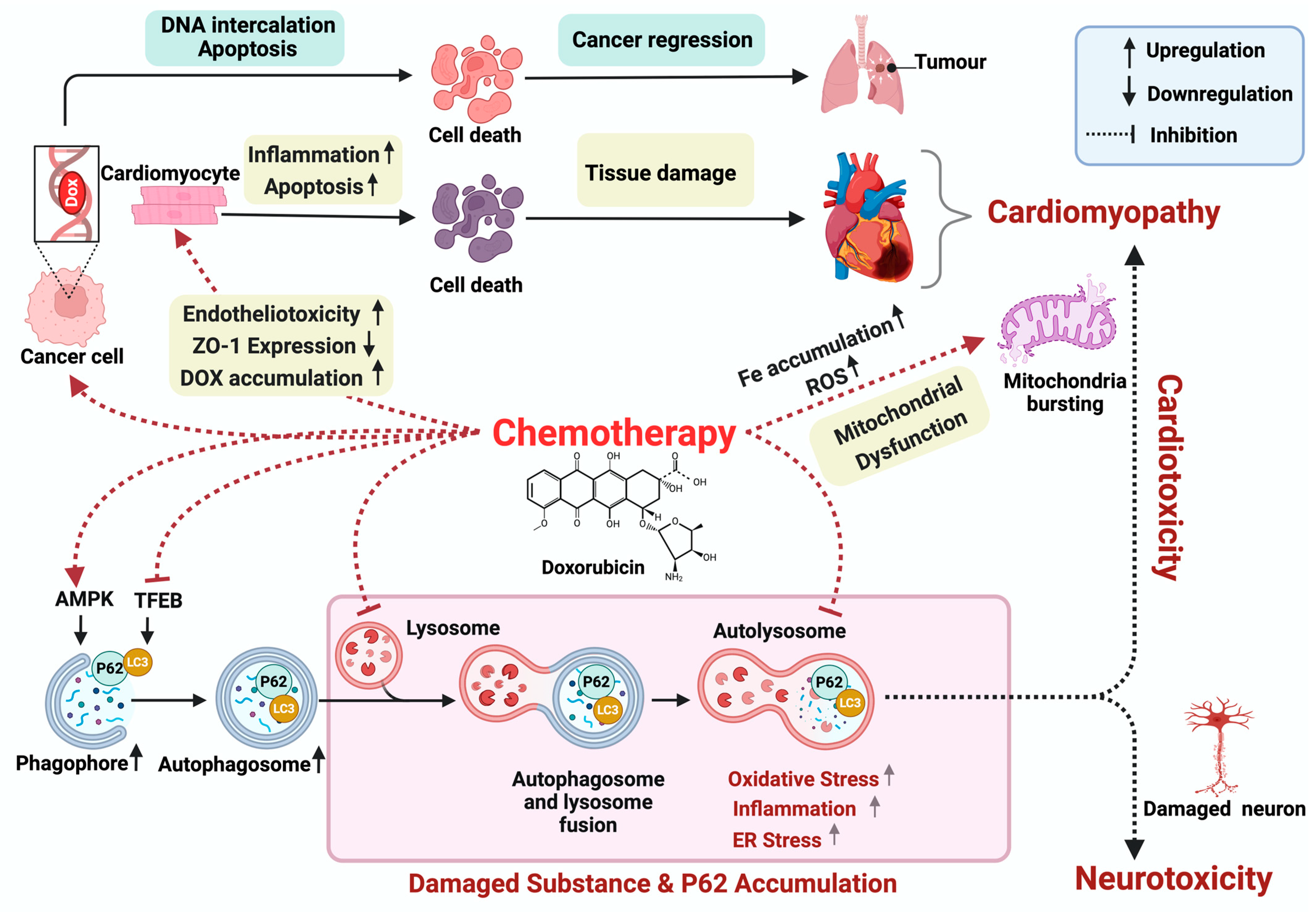 Biomolecules 14 00922 g002