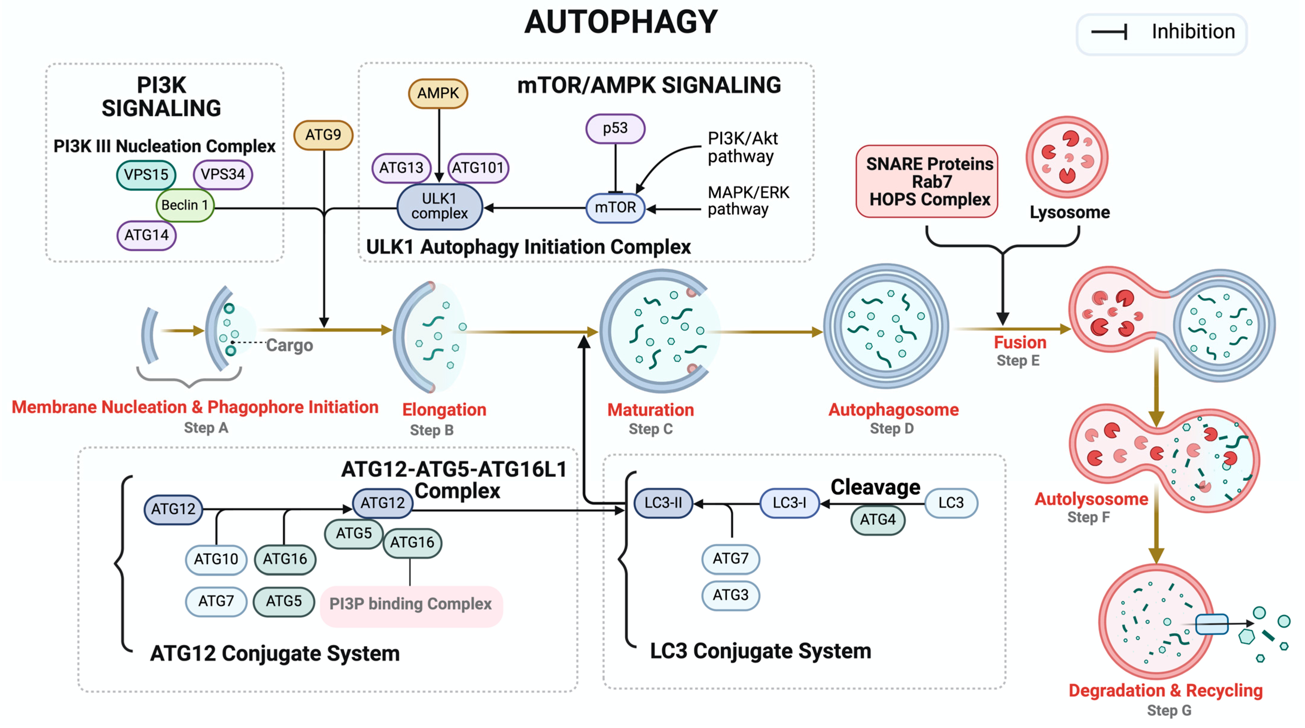 Biomolecules 14 00922 g003