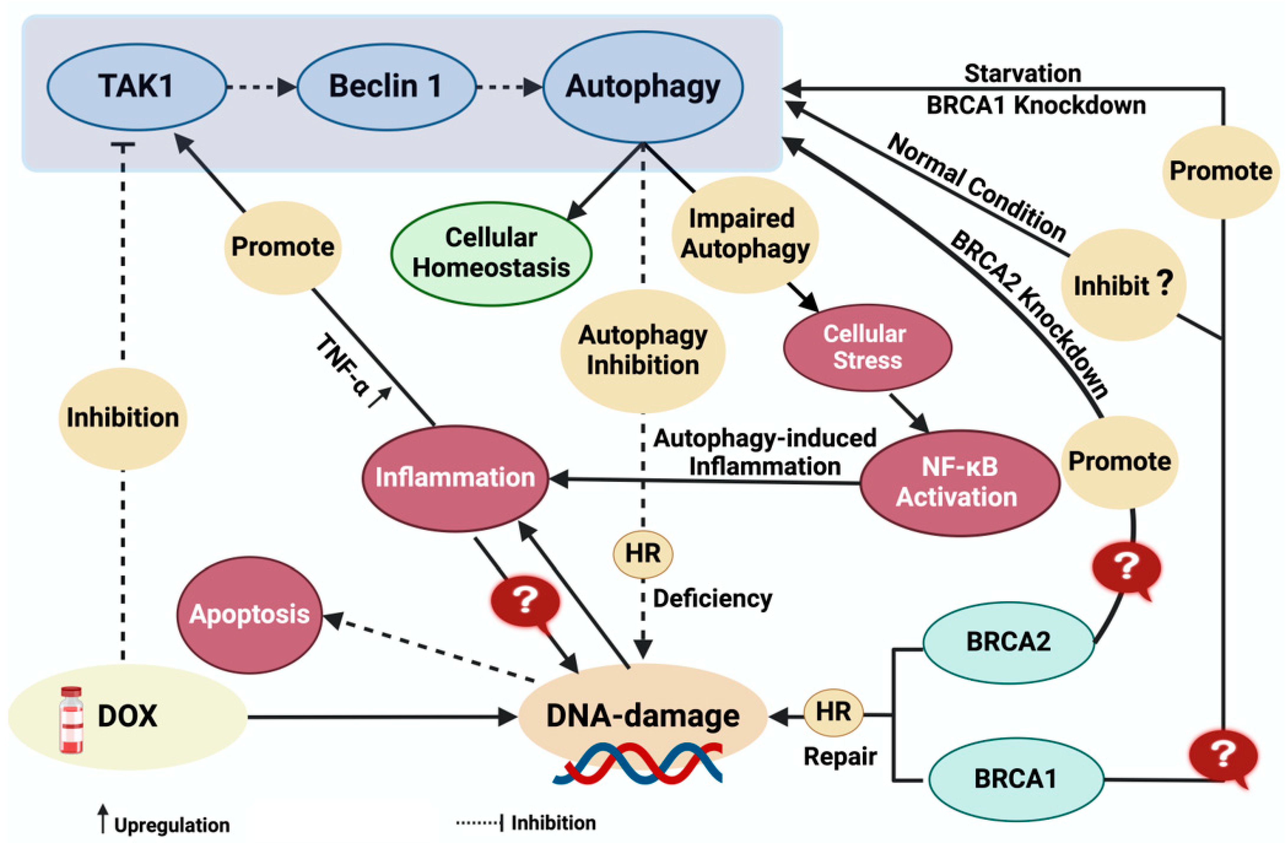 Biomolecules 14 00922 g004