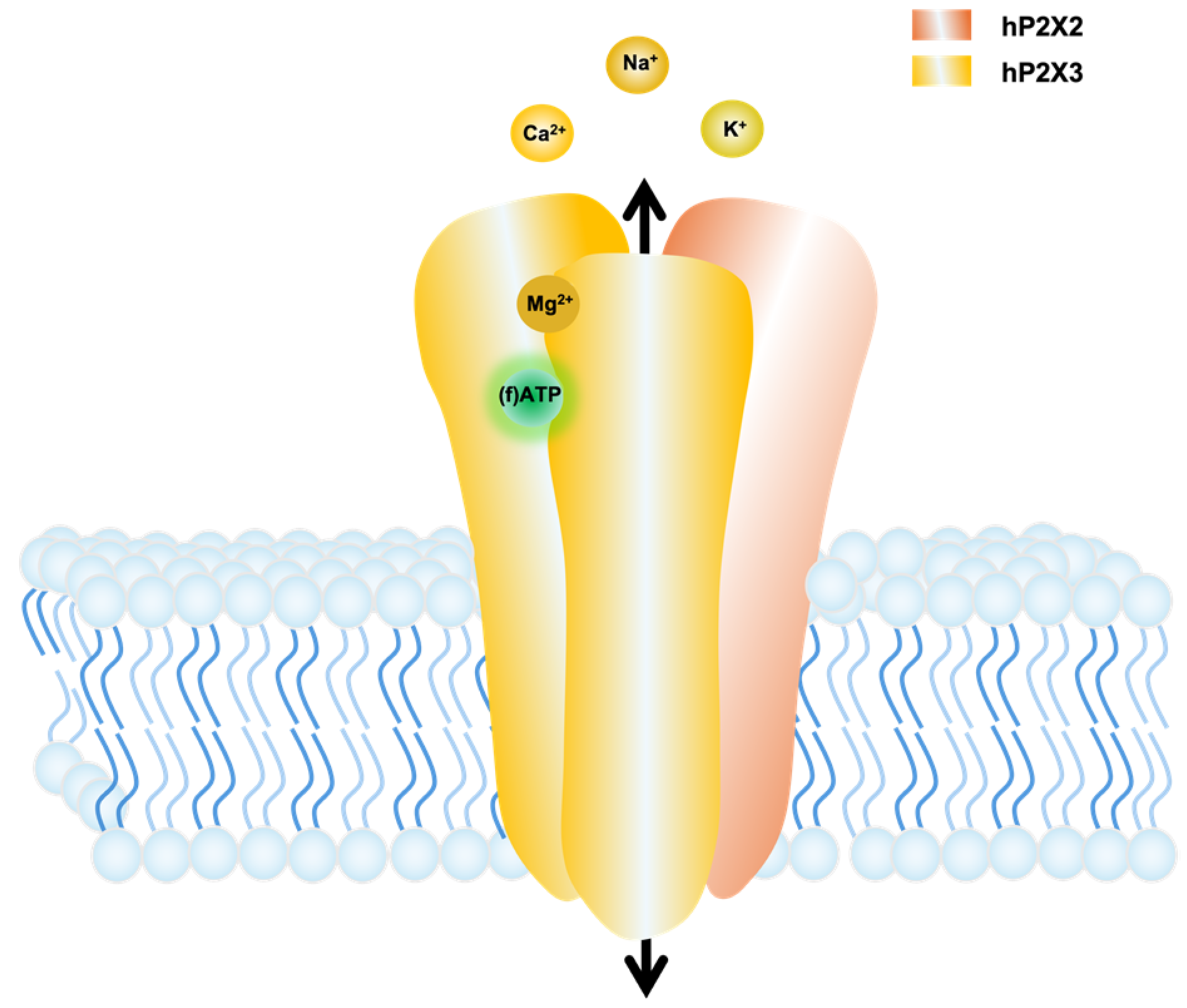 Biomolecules 14 00942 g001 Biomolecules 14 00942 g001