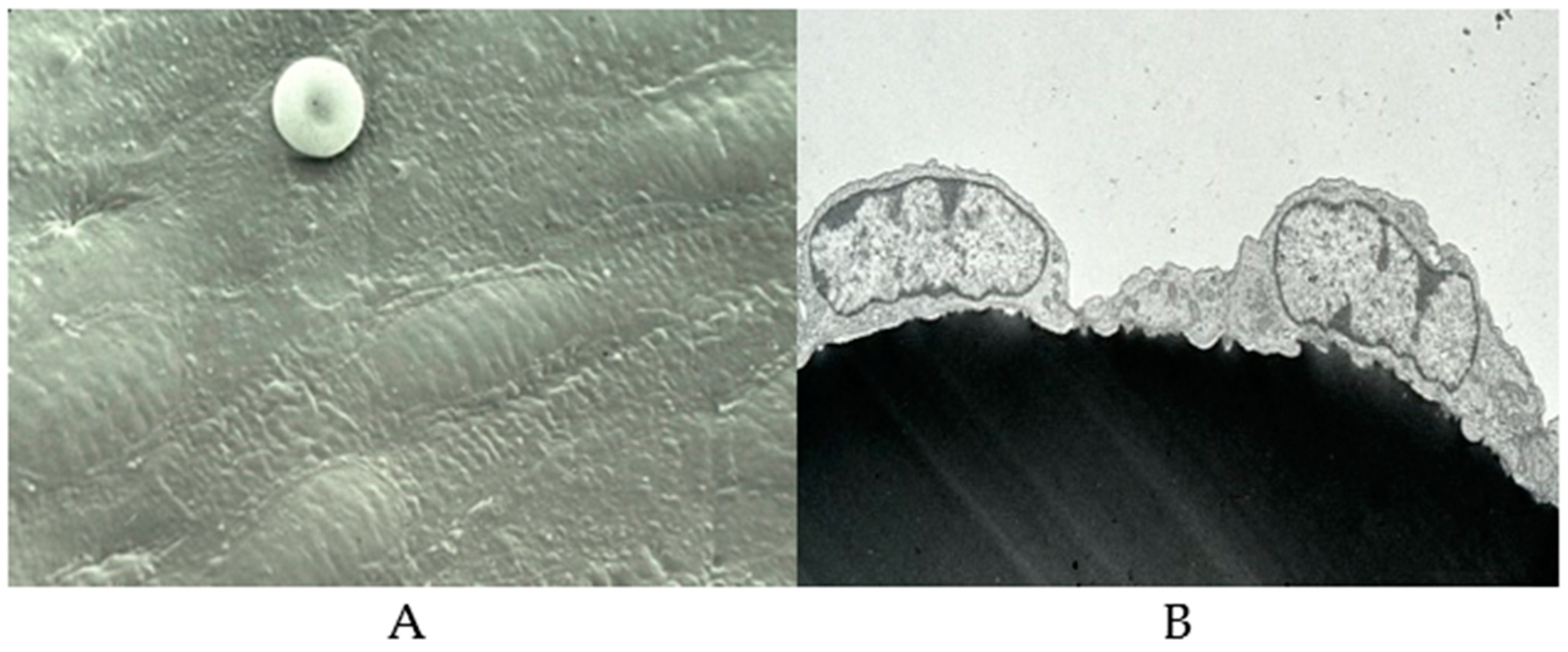 Biomolecules 14 00948 g002 Biomolecules 14 00948 g002