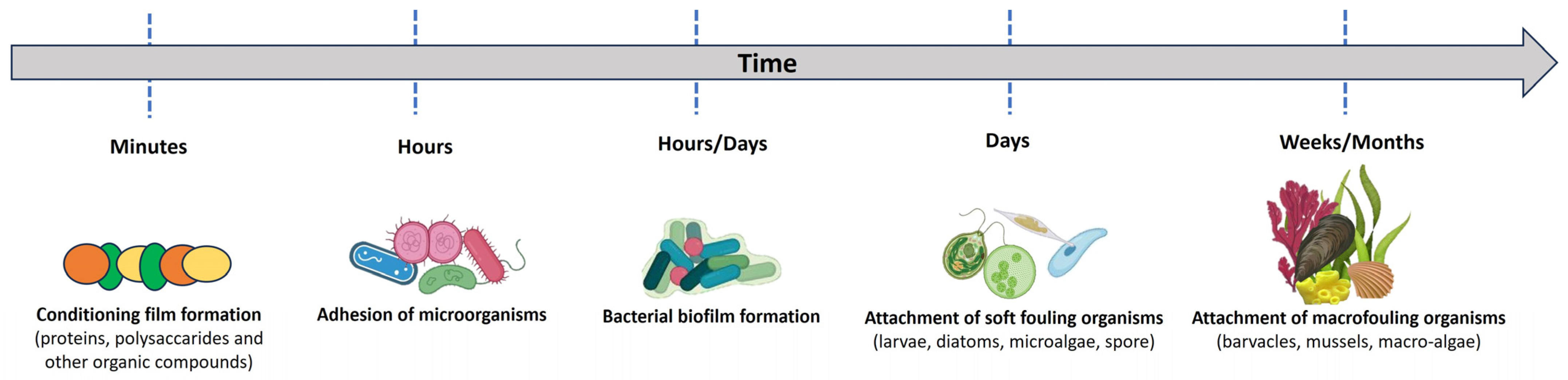 Biomolecules 14 00957 g011