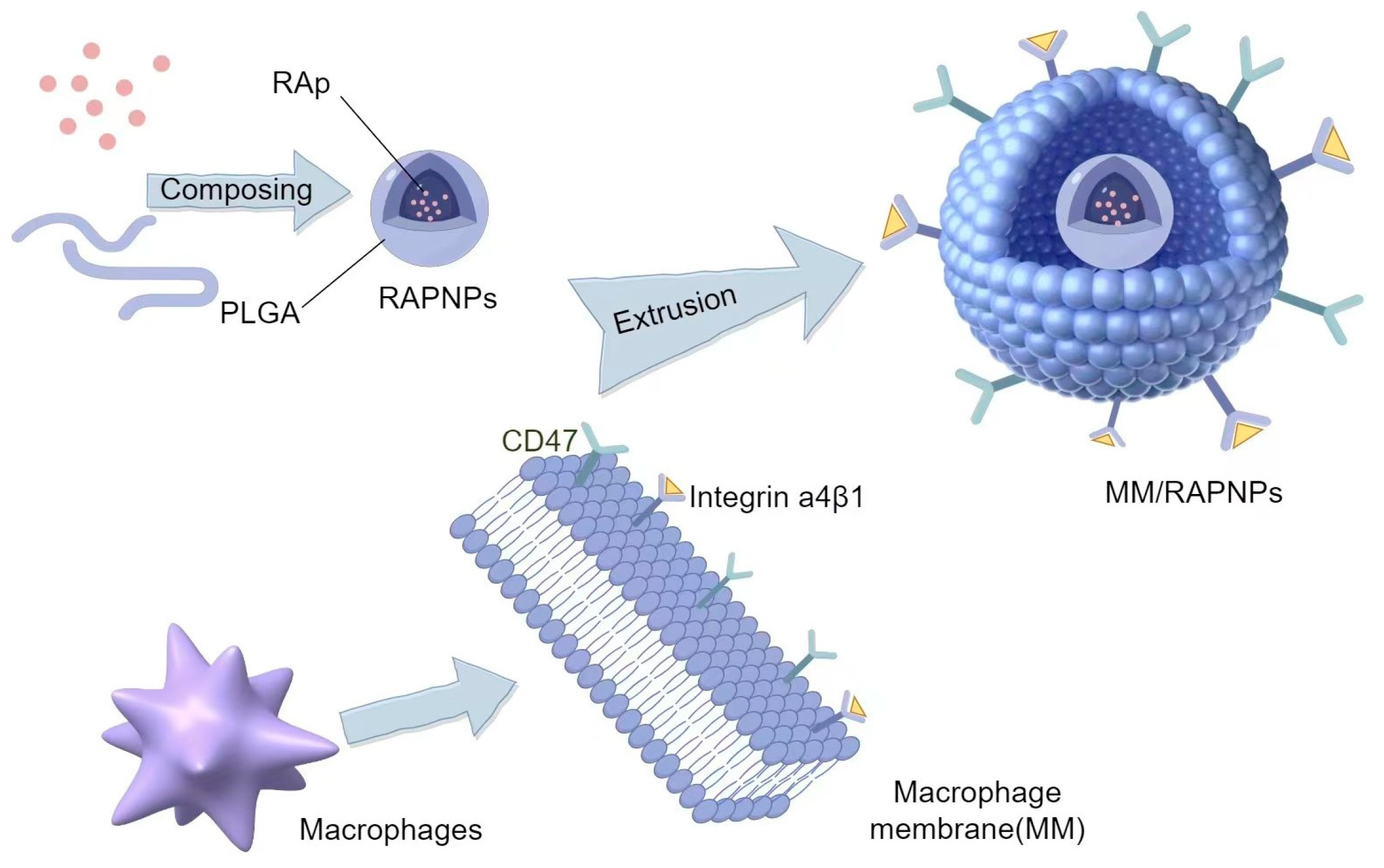 Biomolecules 14 00960 g004