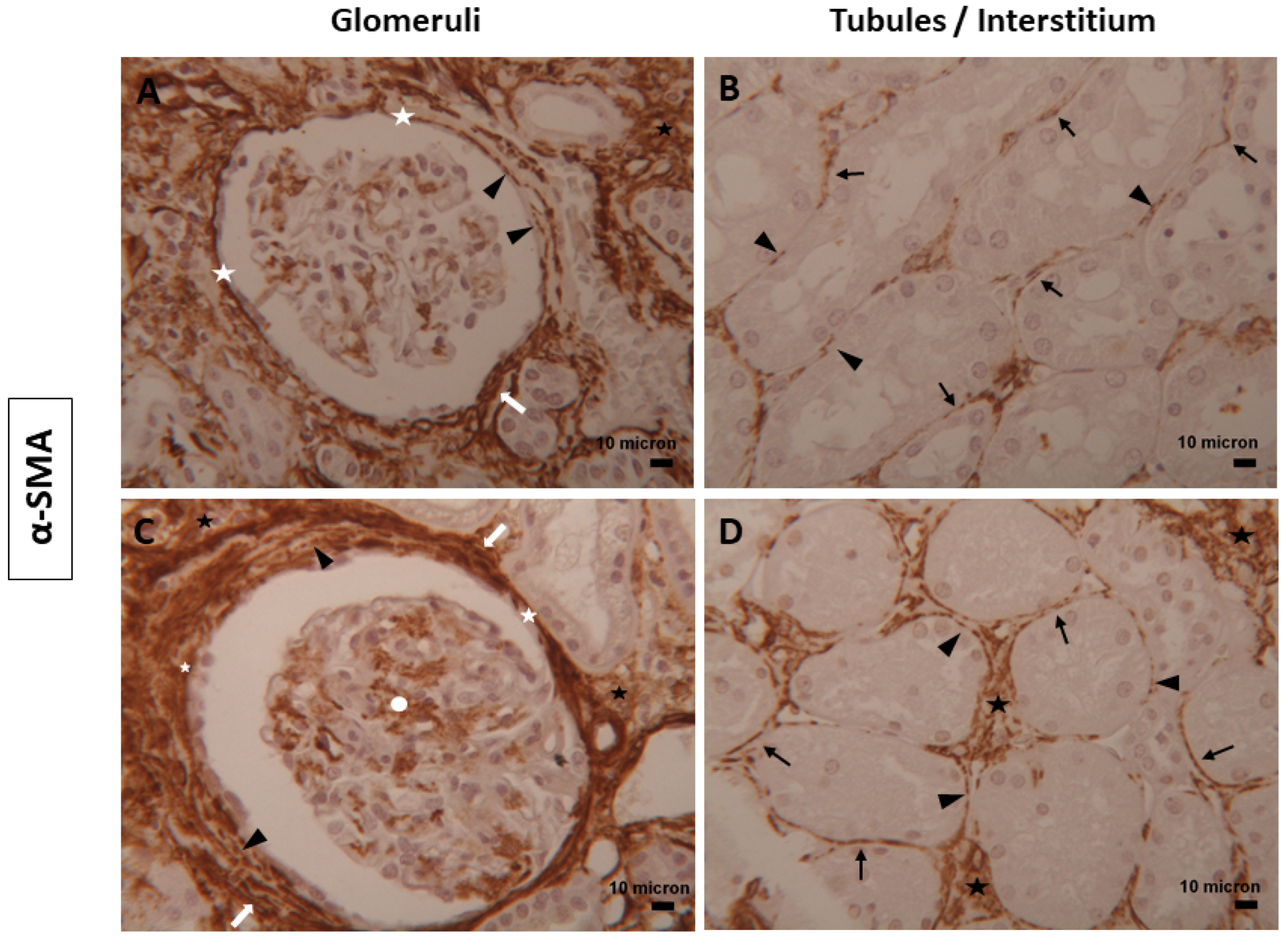 Biomolecules 14 00968 g003