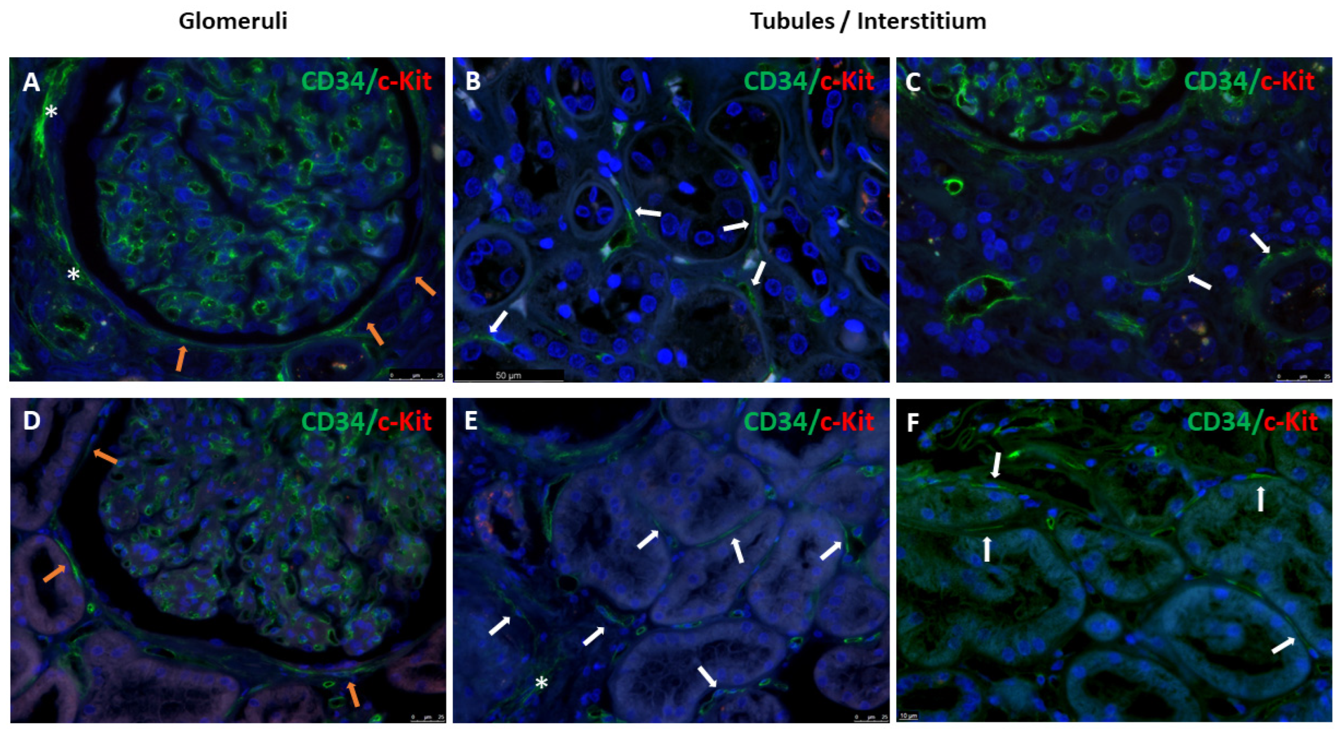 Biomolecules 14 00968 g007