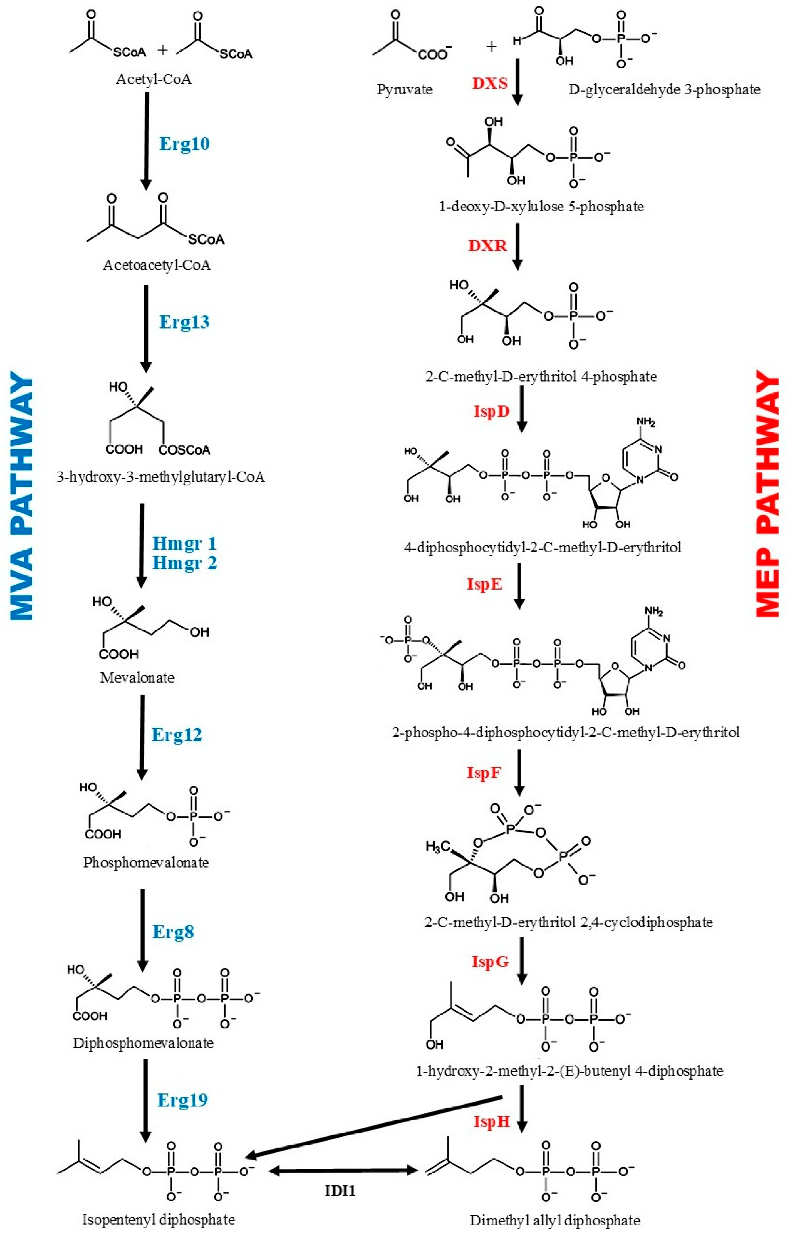 Biomolecules 14 00971 g002