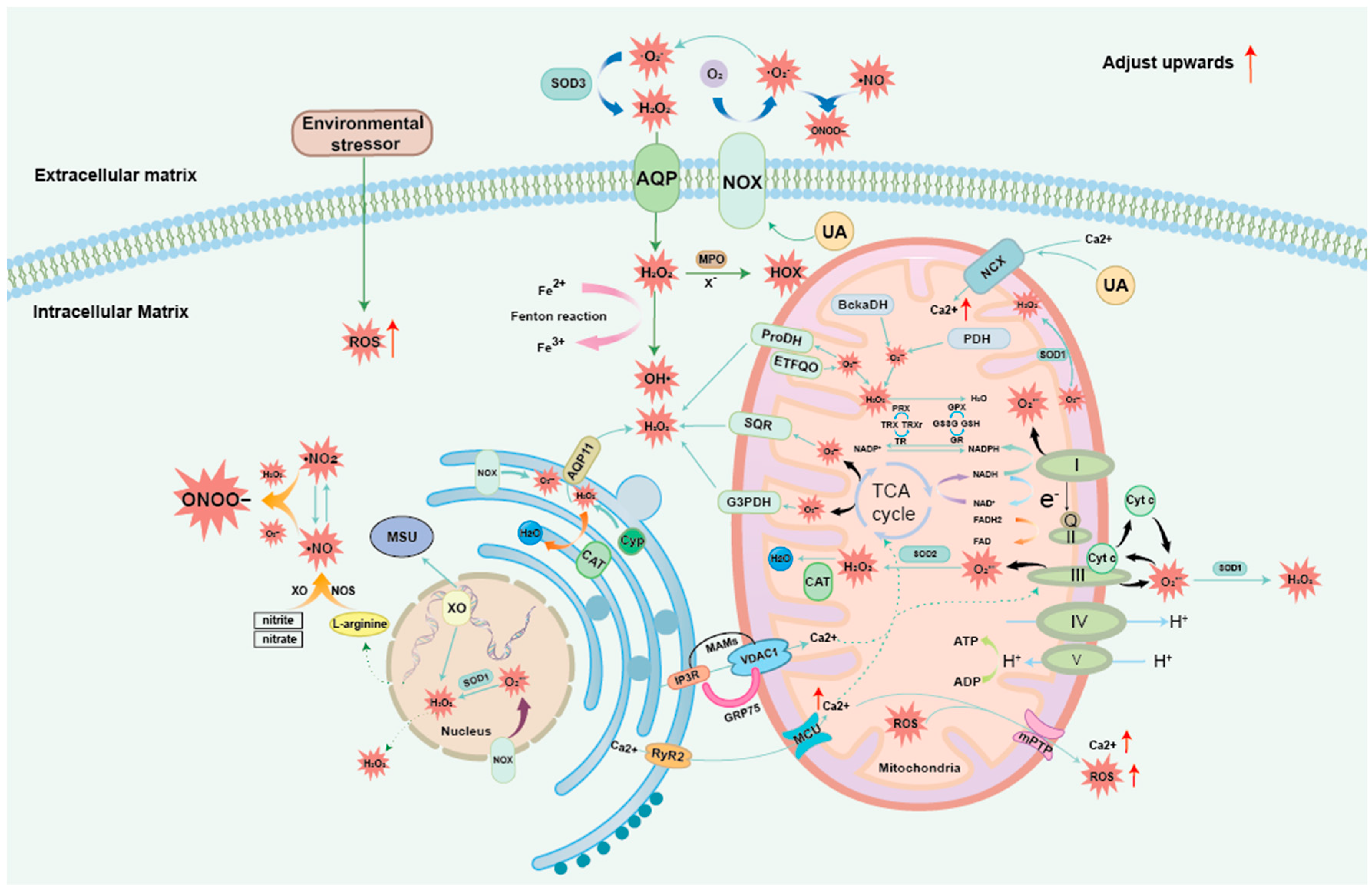 Biomolecules 14 00978 g001