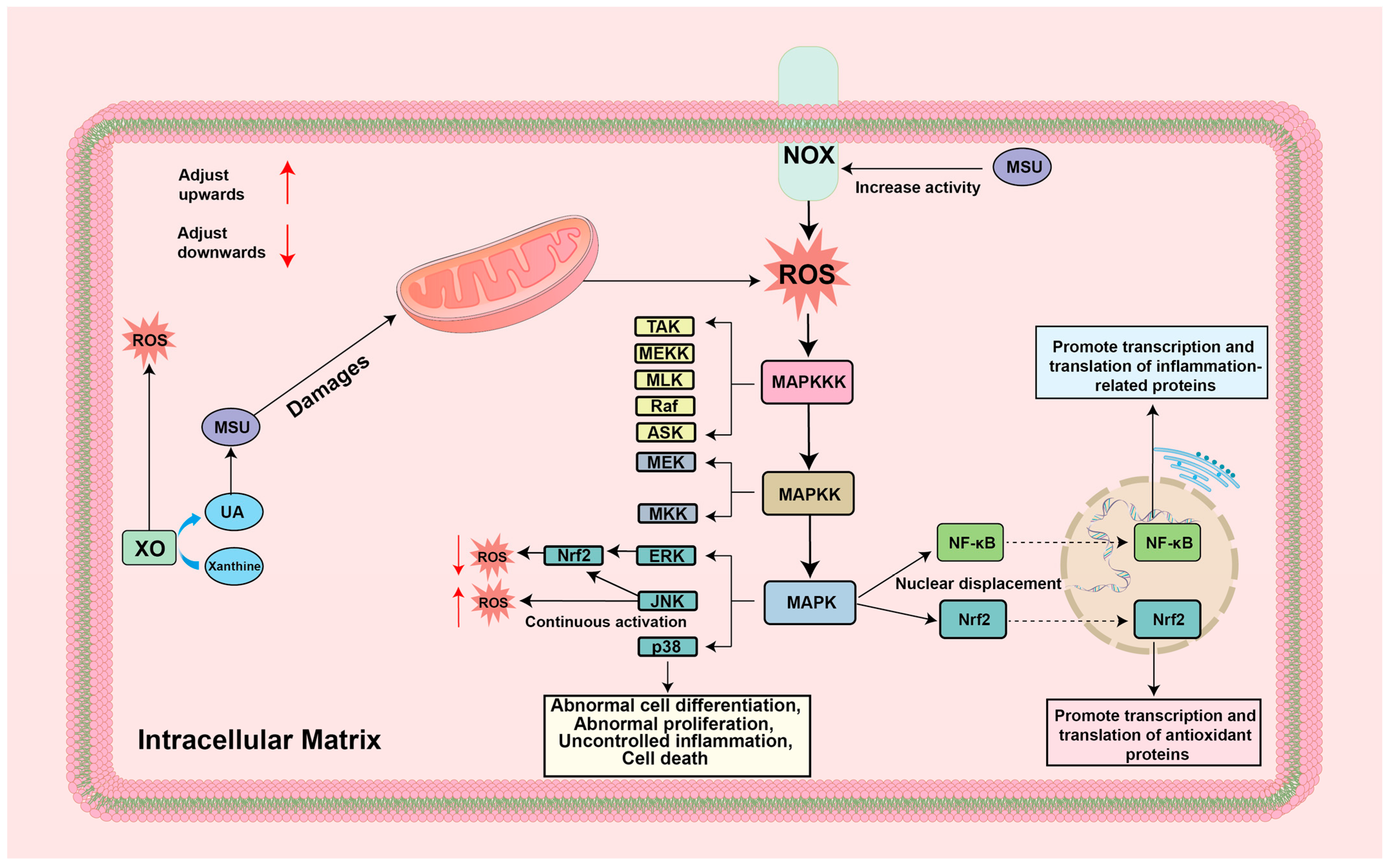Biomolecules 14 00978 g004