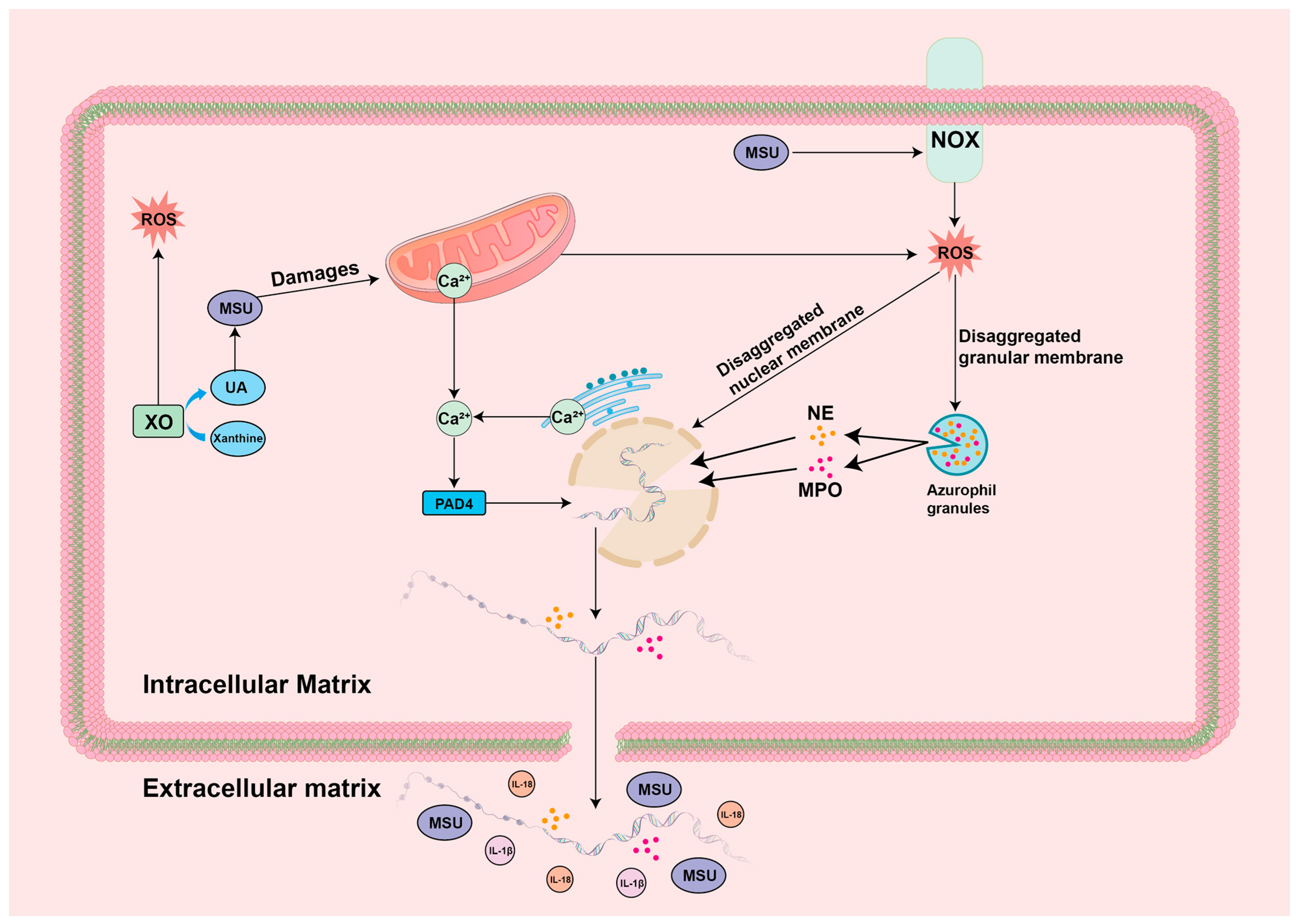 Biomolecules 14 00978 g005