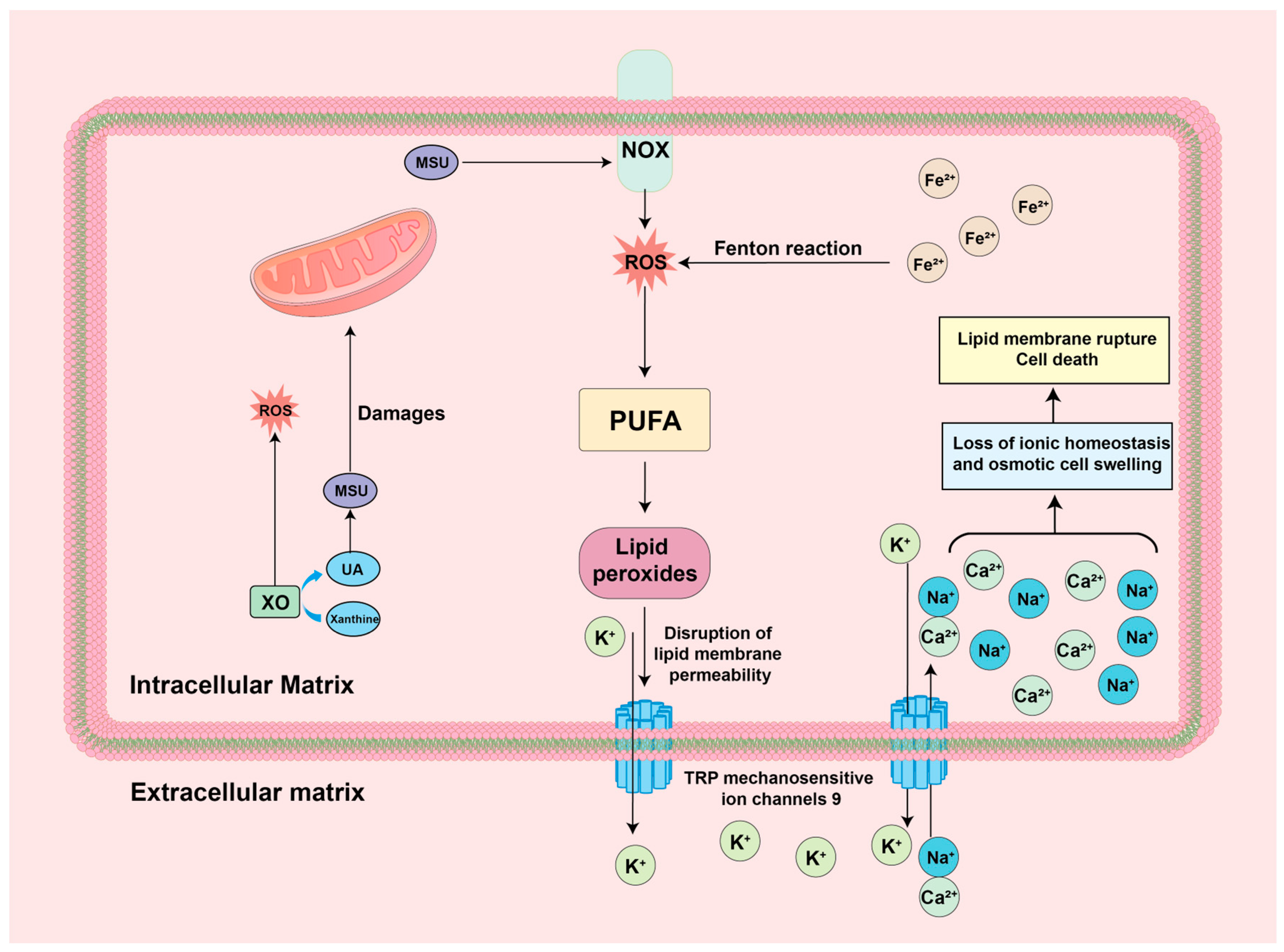 Biomolecules 14 00978 g007