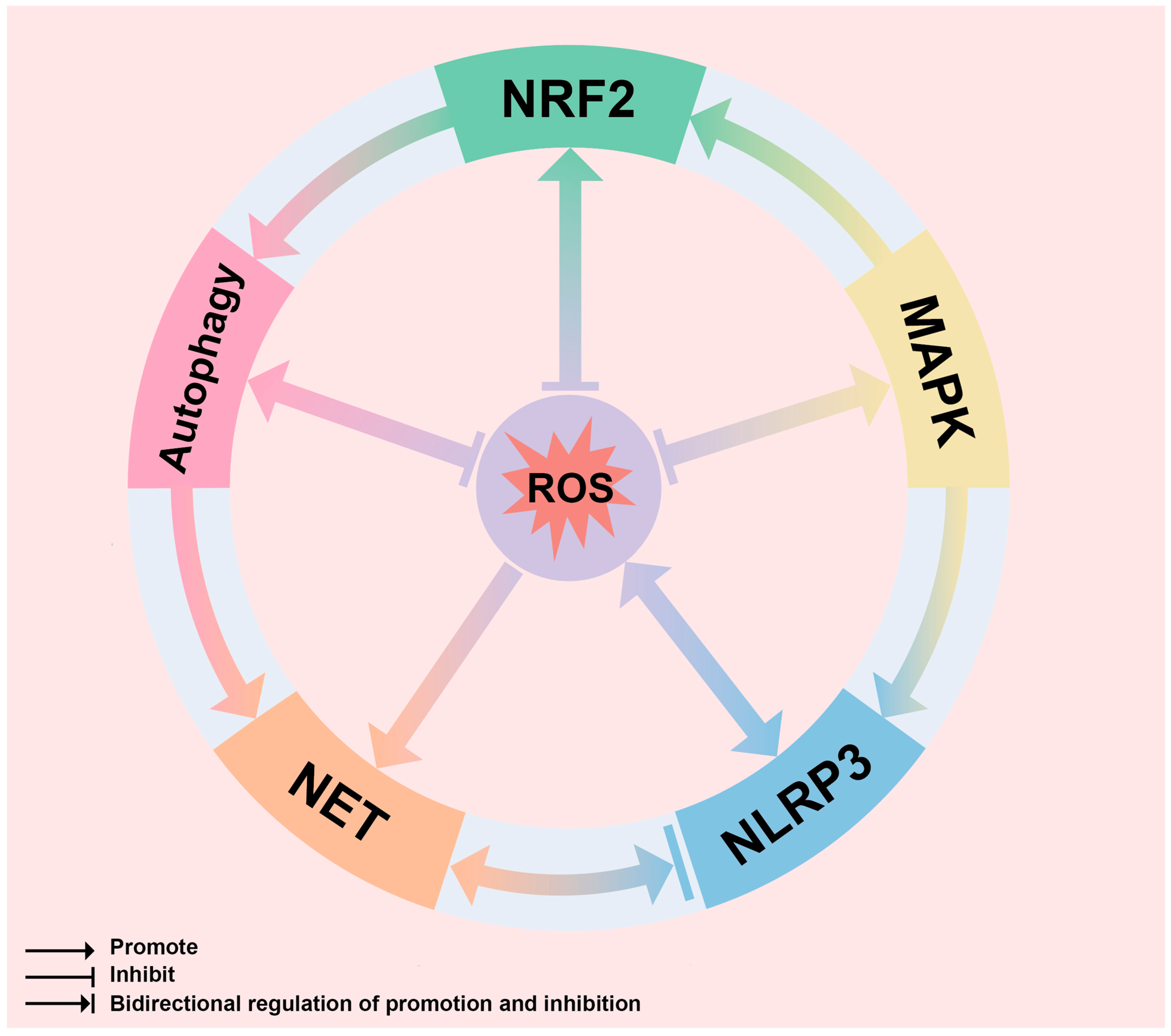 Biomolecules 14 00978 g009