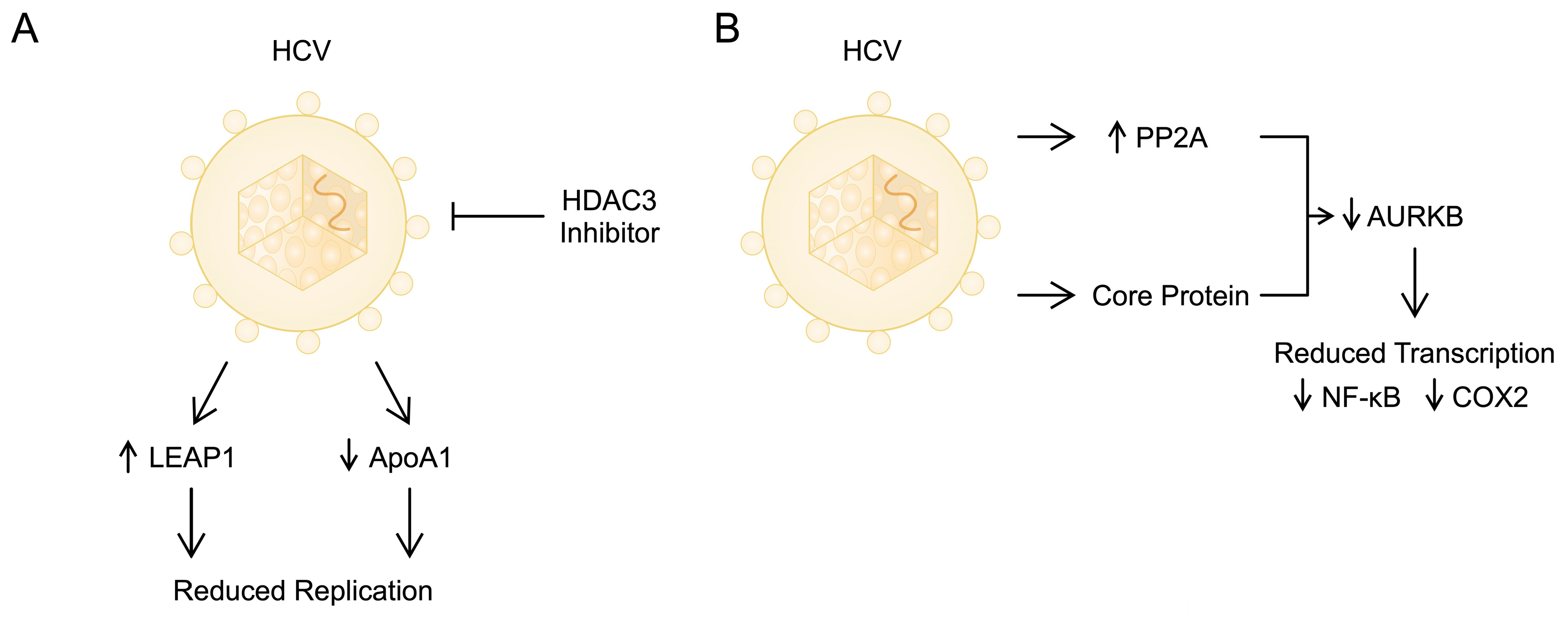 Biomolecules 14 00986 g001
