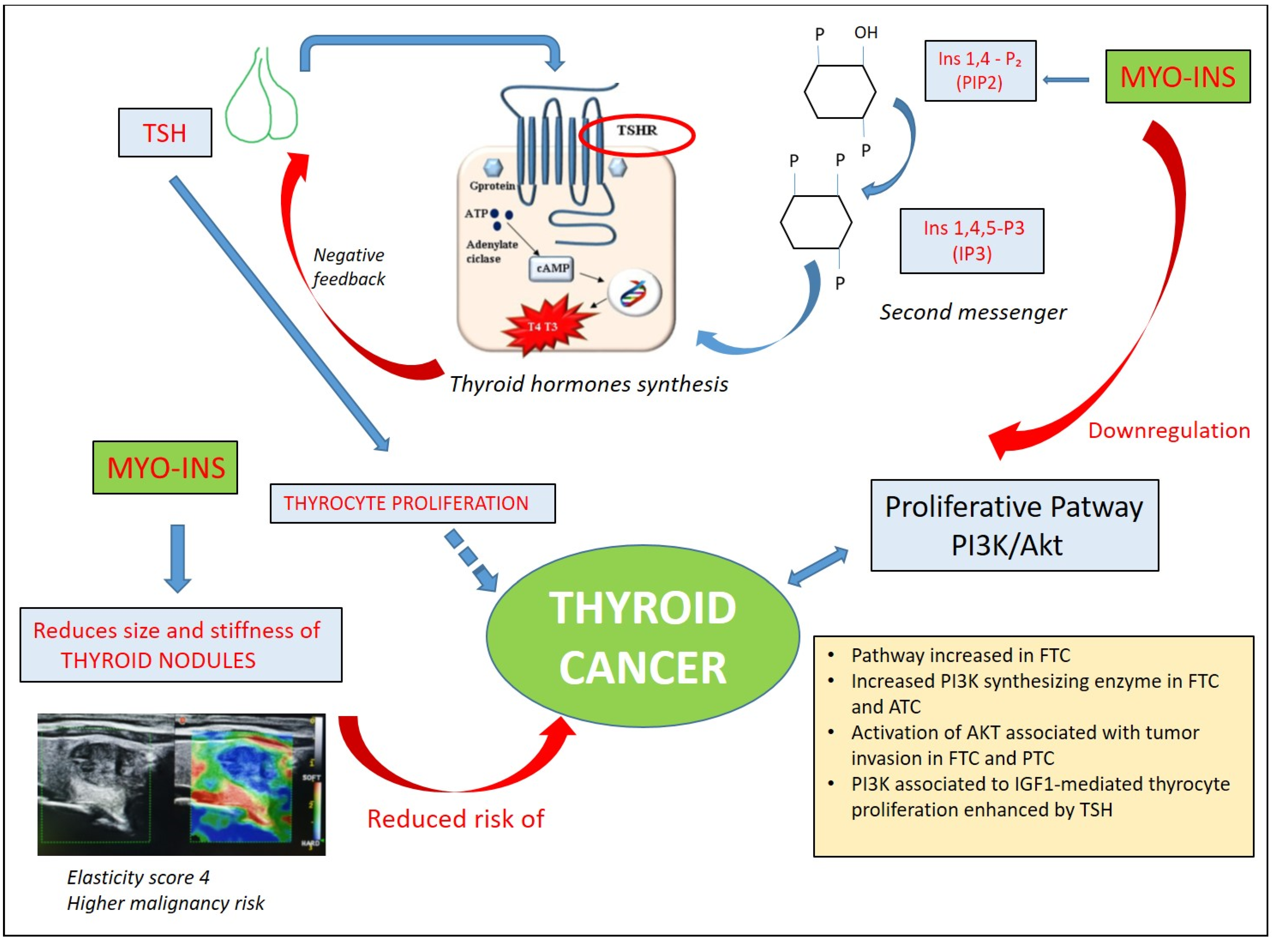Biomolecules 14 01004 g003