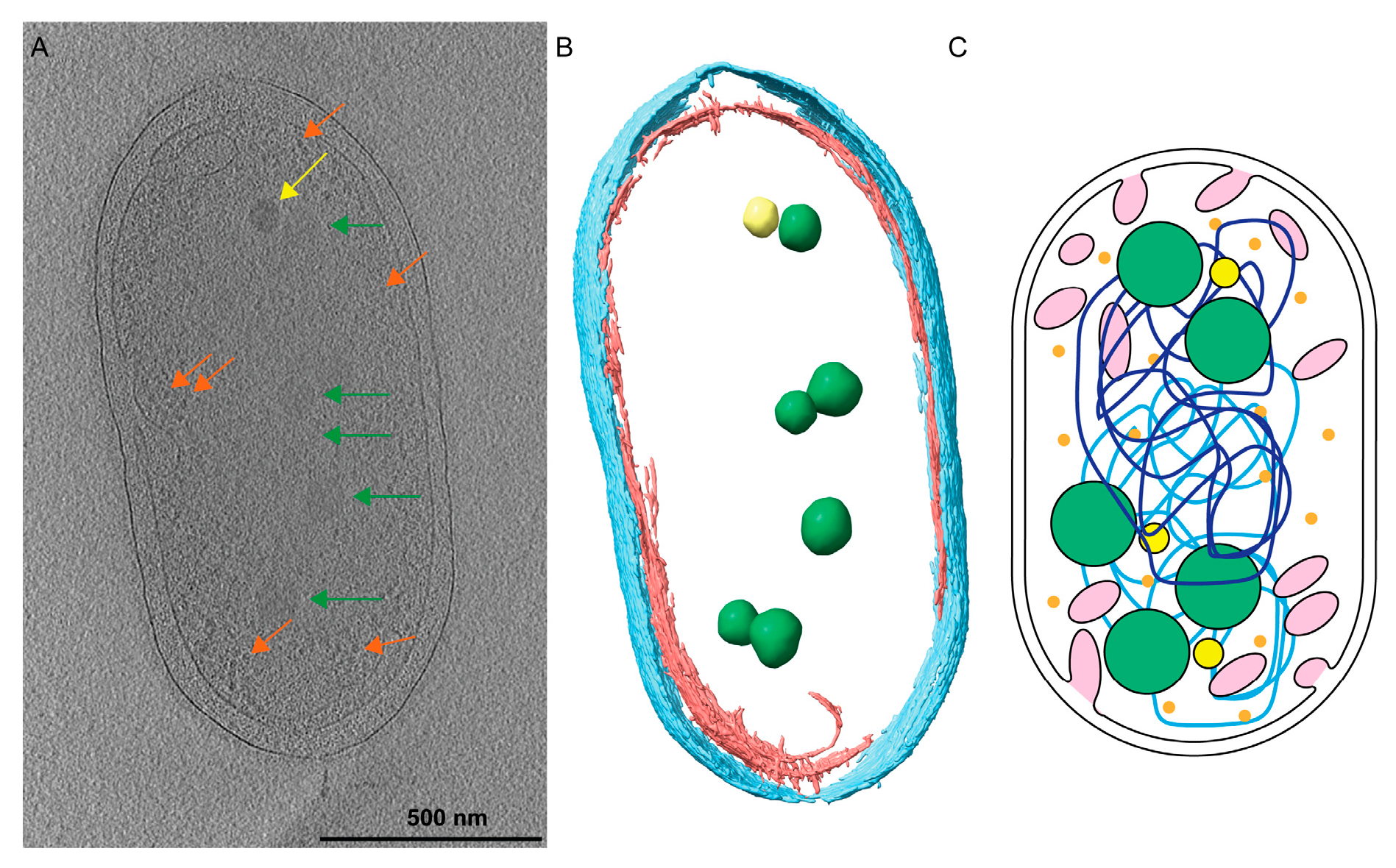 Biomolecules 14 01006 g001 Biomolecules 14 01006 g001