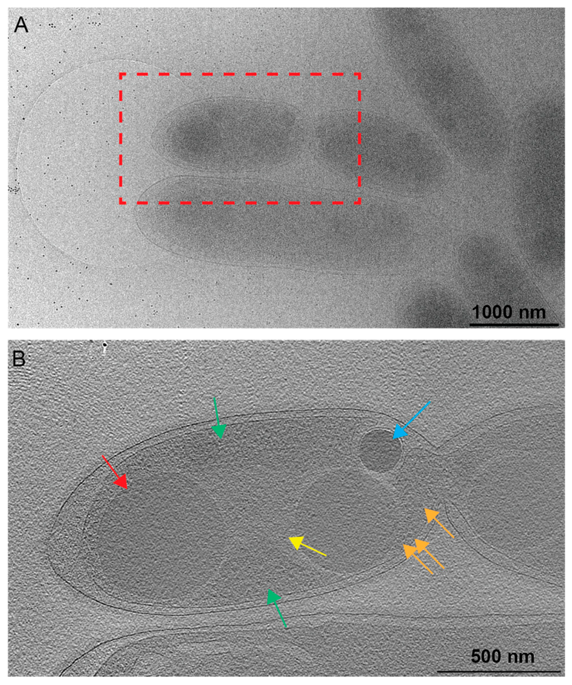 Biomolecules 14 01006 g003 Biomolecules 14 01006 g003