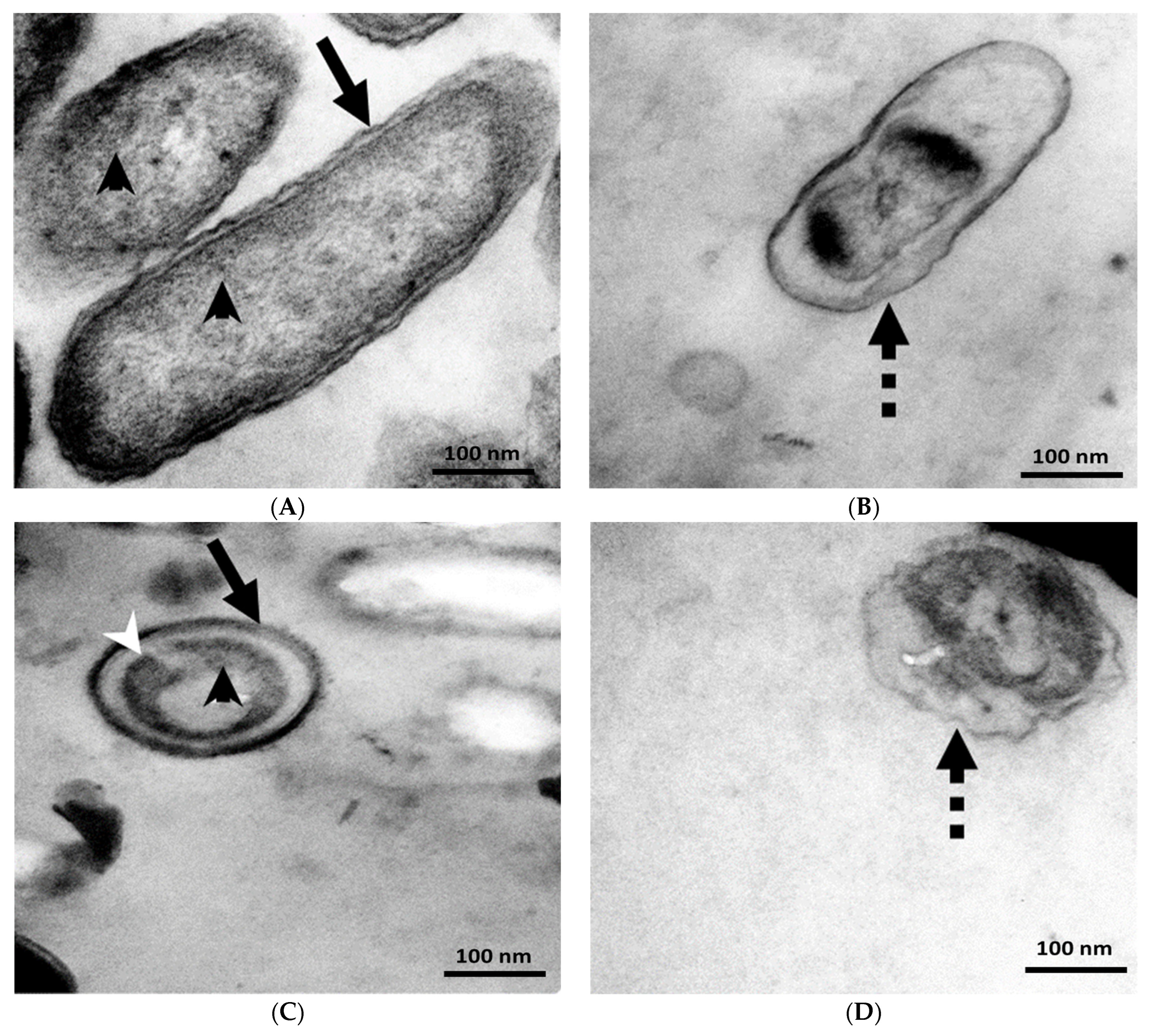 Biomolecules 14 01018 g006