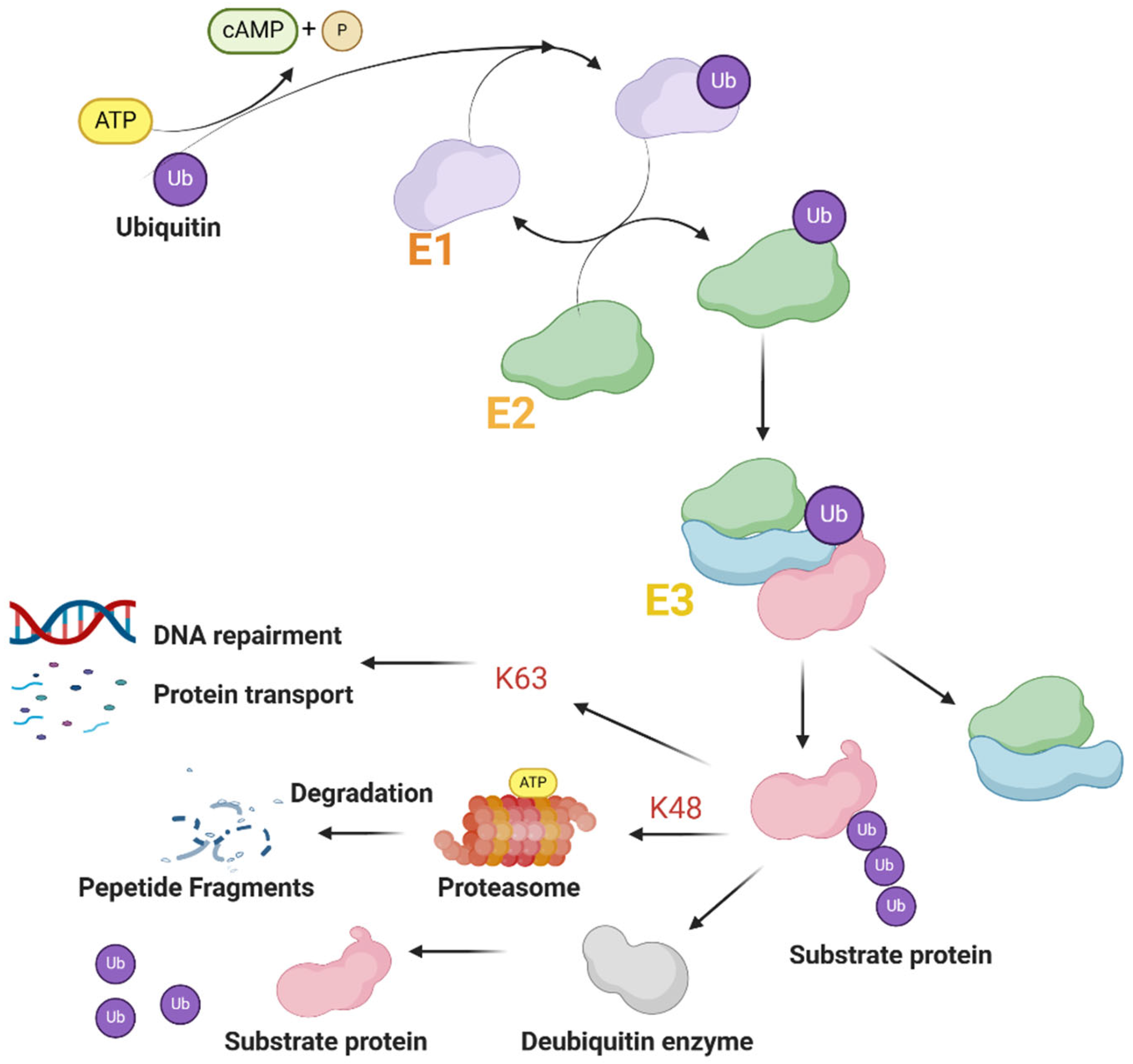 Biomolecules 14 01038 g002
