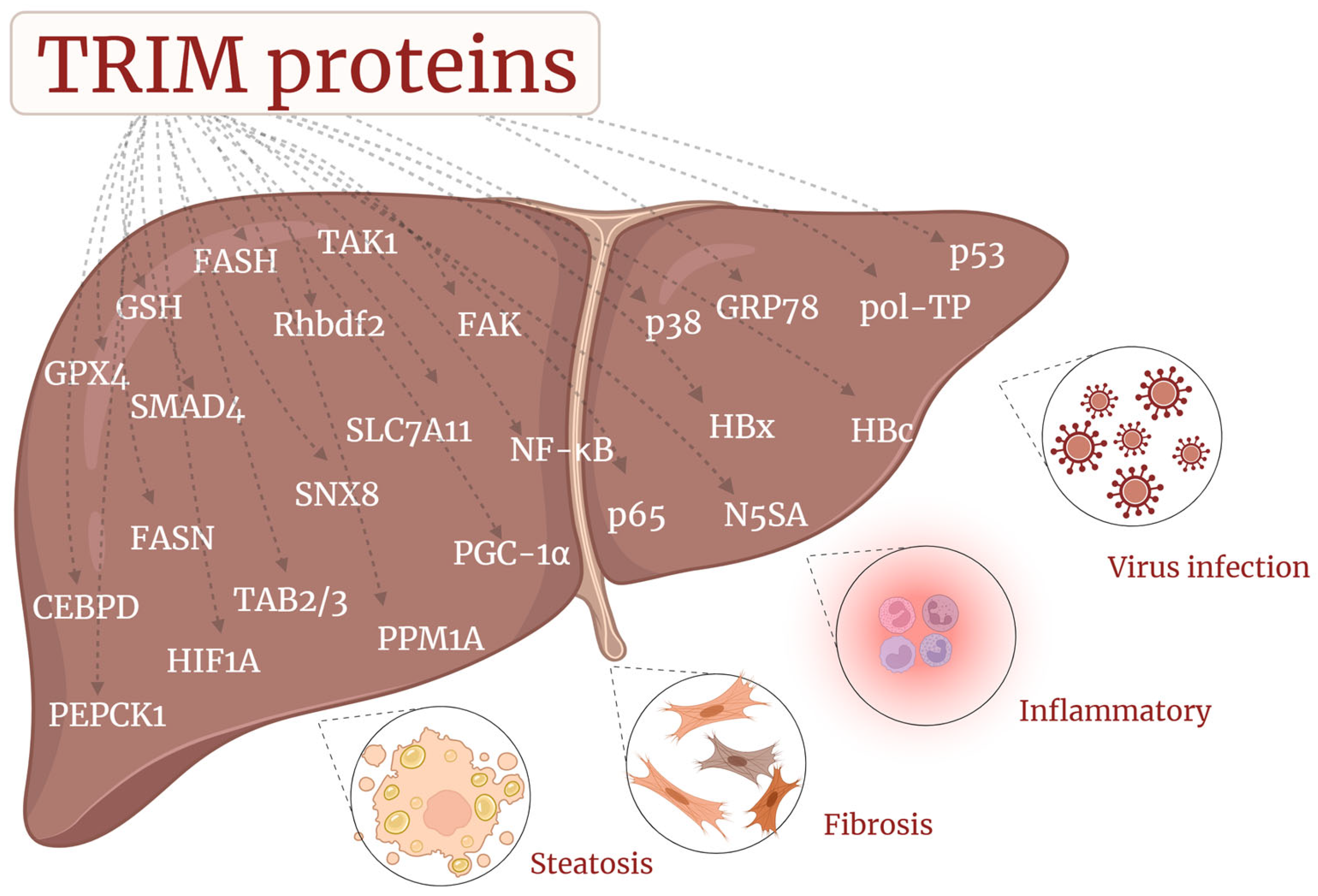 Biomolecules 14 01038 g005