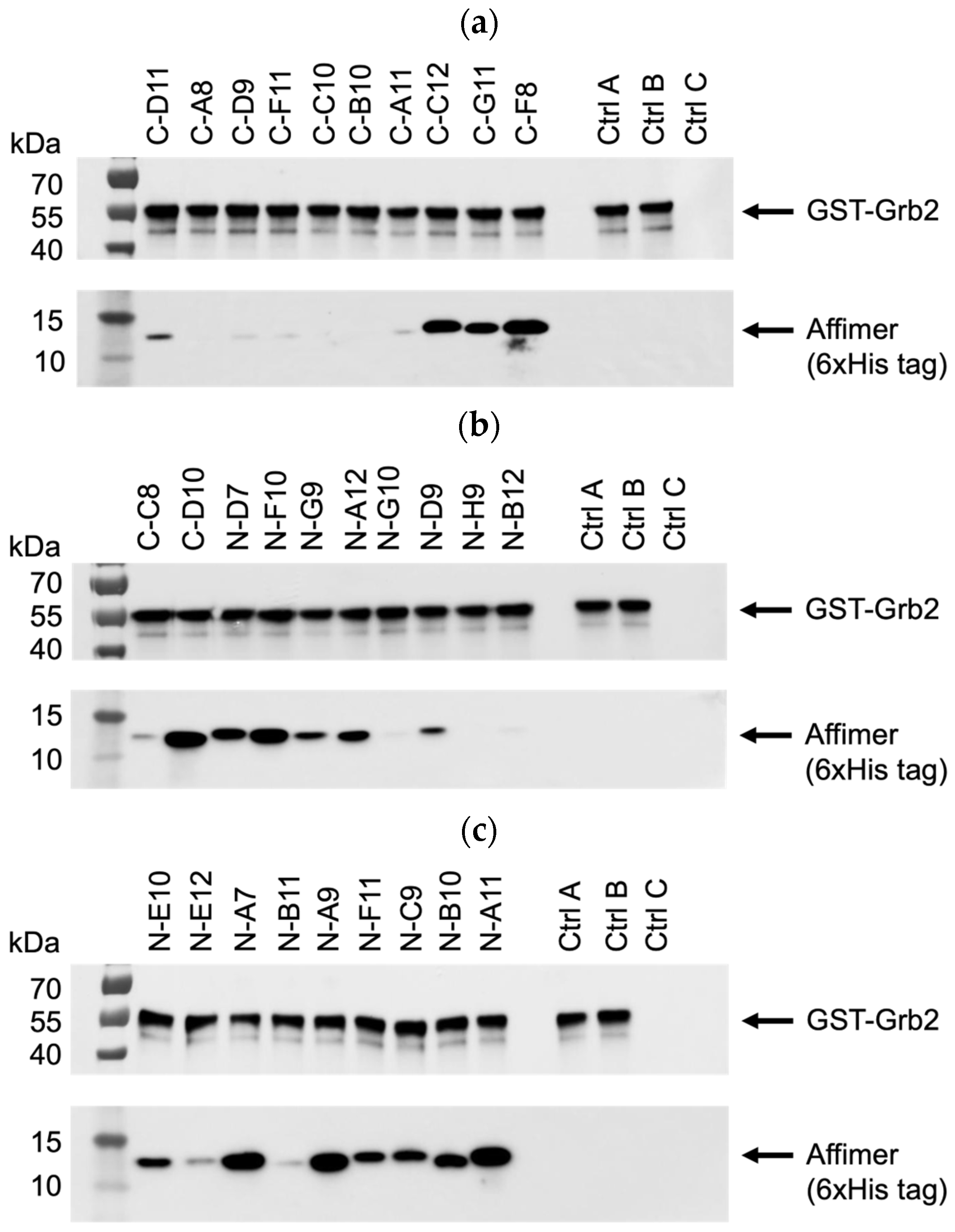 Biomolecules 14 01040 g005